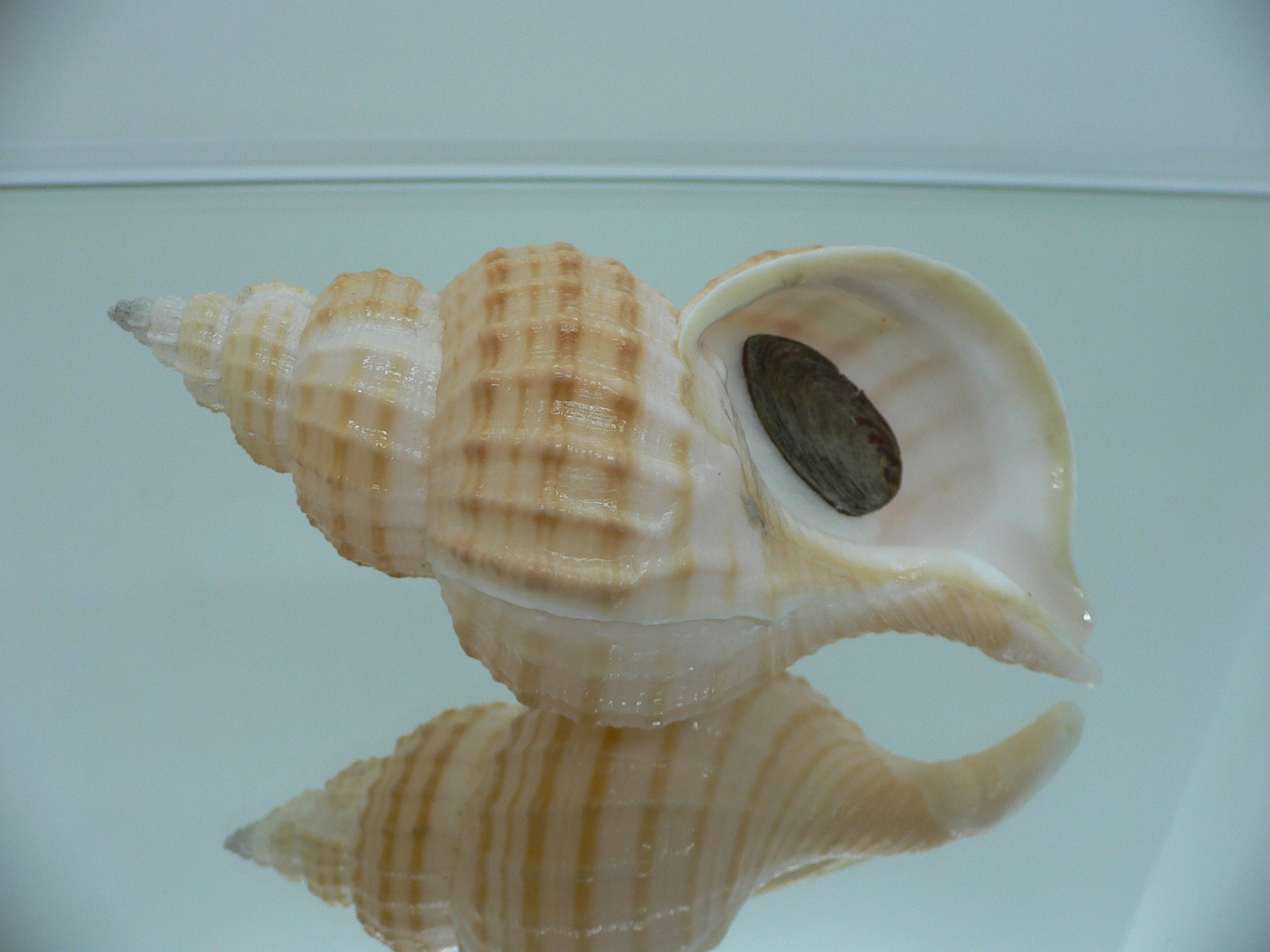 Fusitriton galea VERY BIG & COLOR