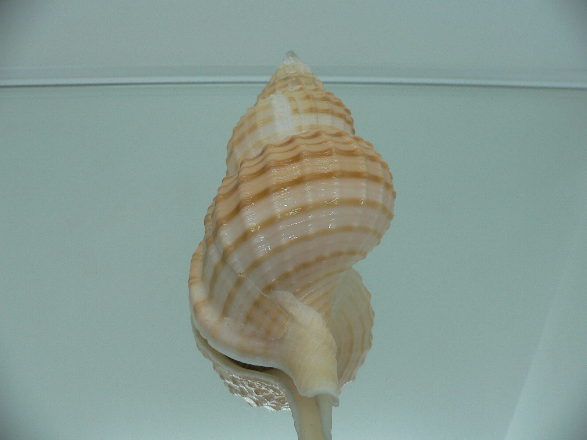 Fusitriton galea VERY BIG & COLOR