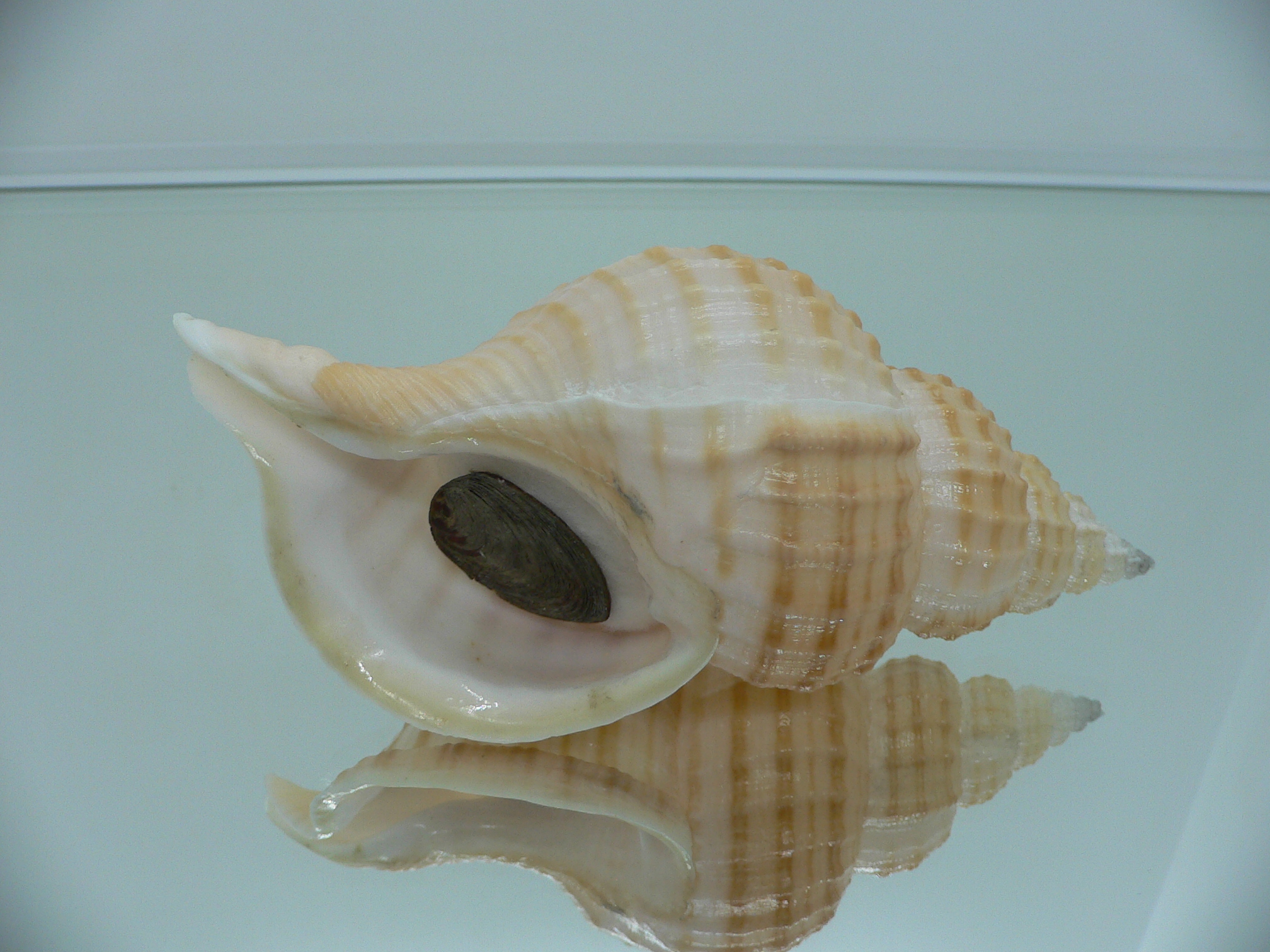 Fusitriton galea VERY BIG & COLOR