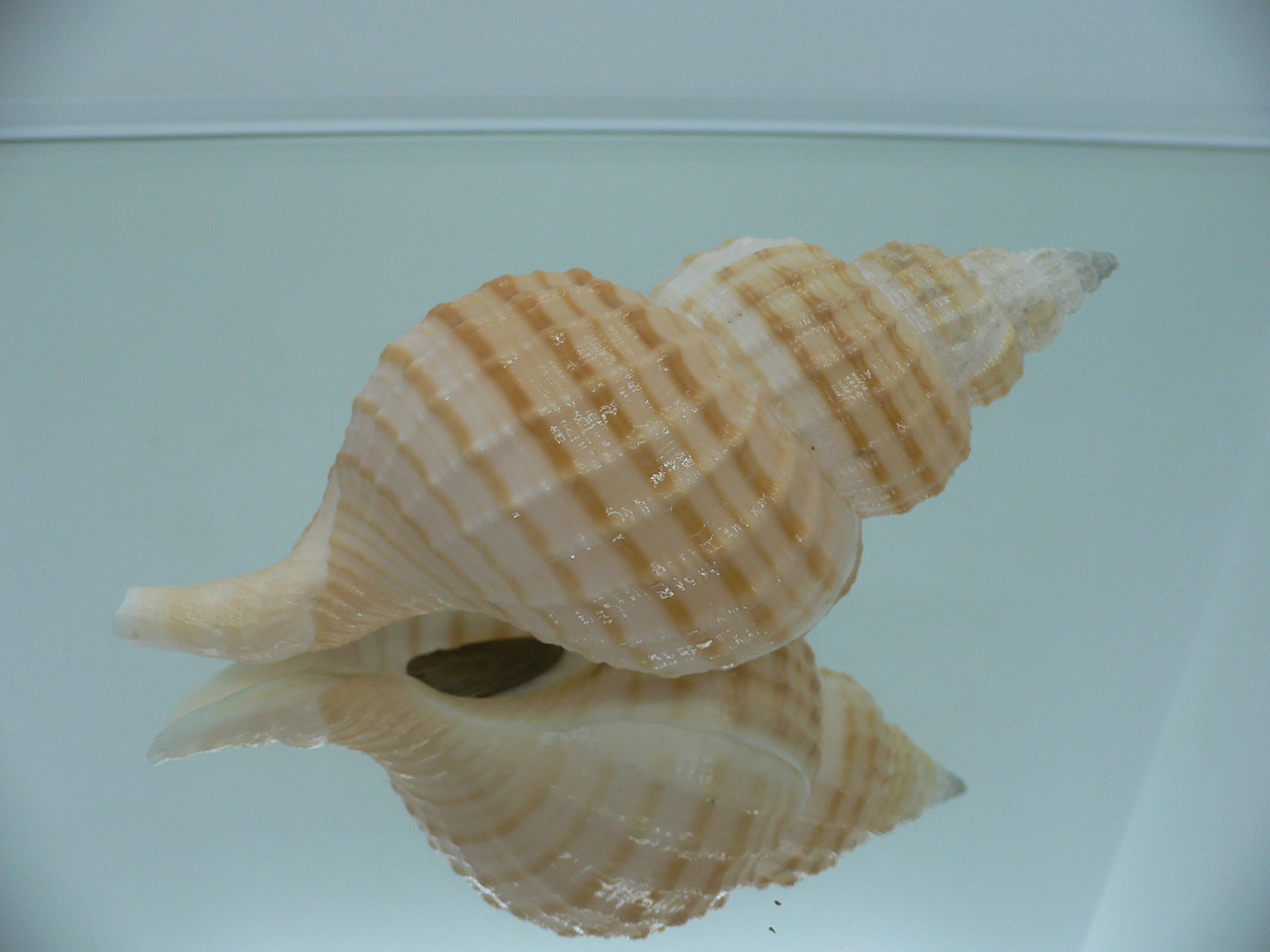 Fusitriton galea VERY BIG & COLOR