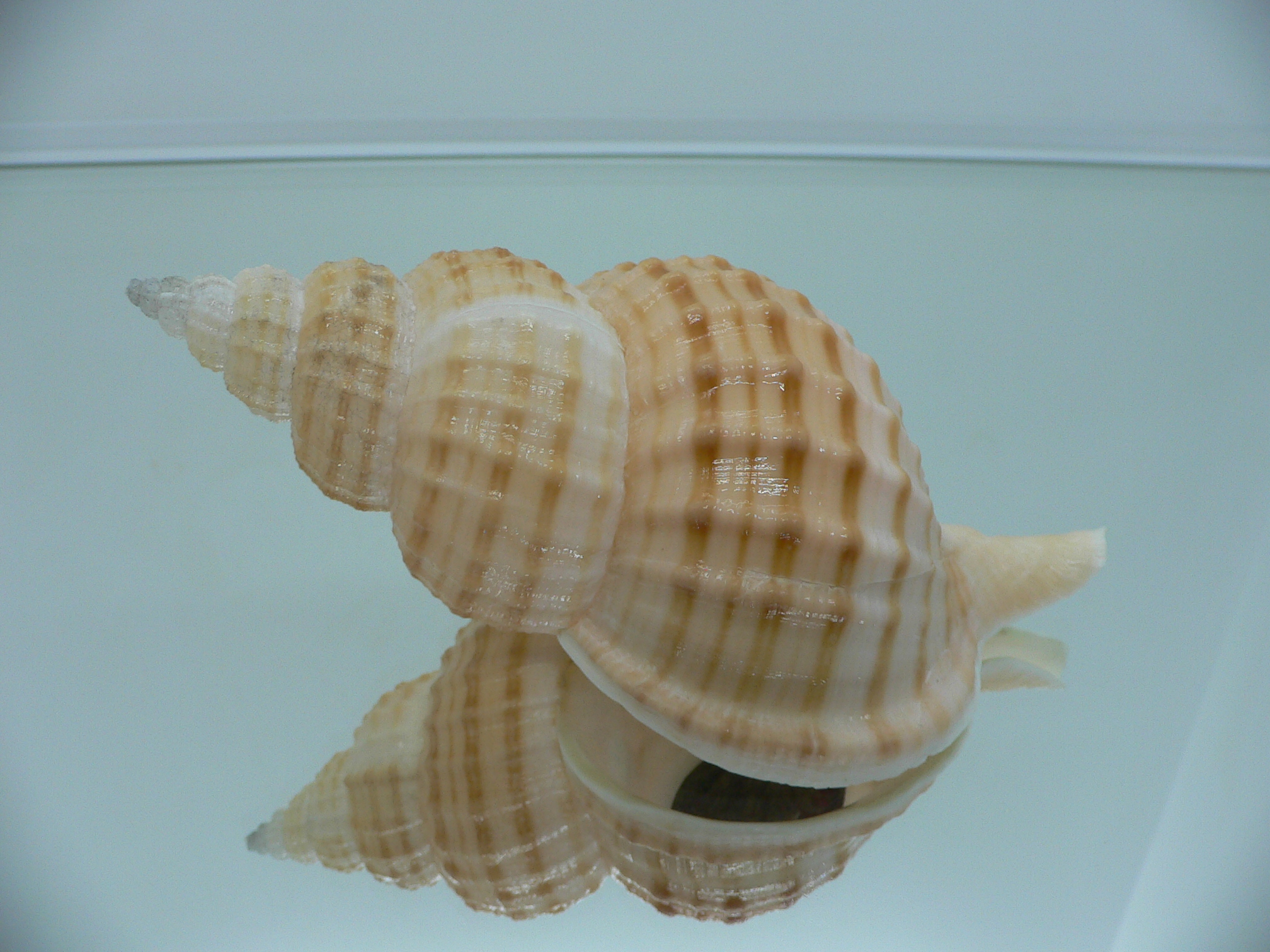 Fusitriton galea VERY BIG & COLOR