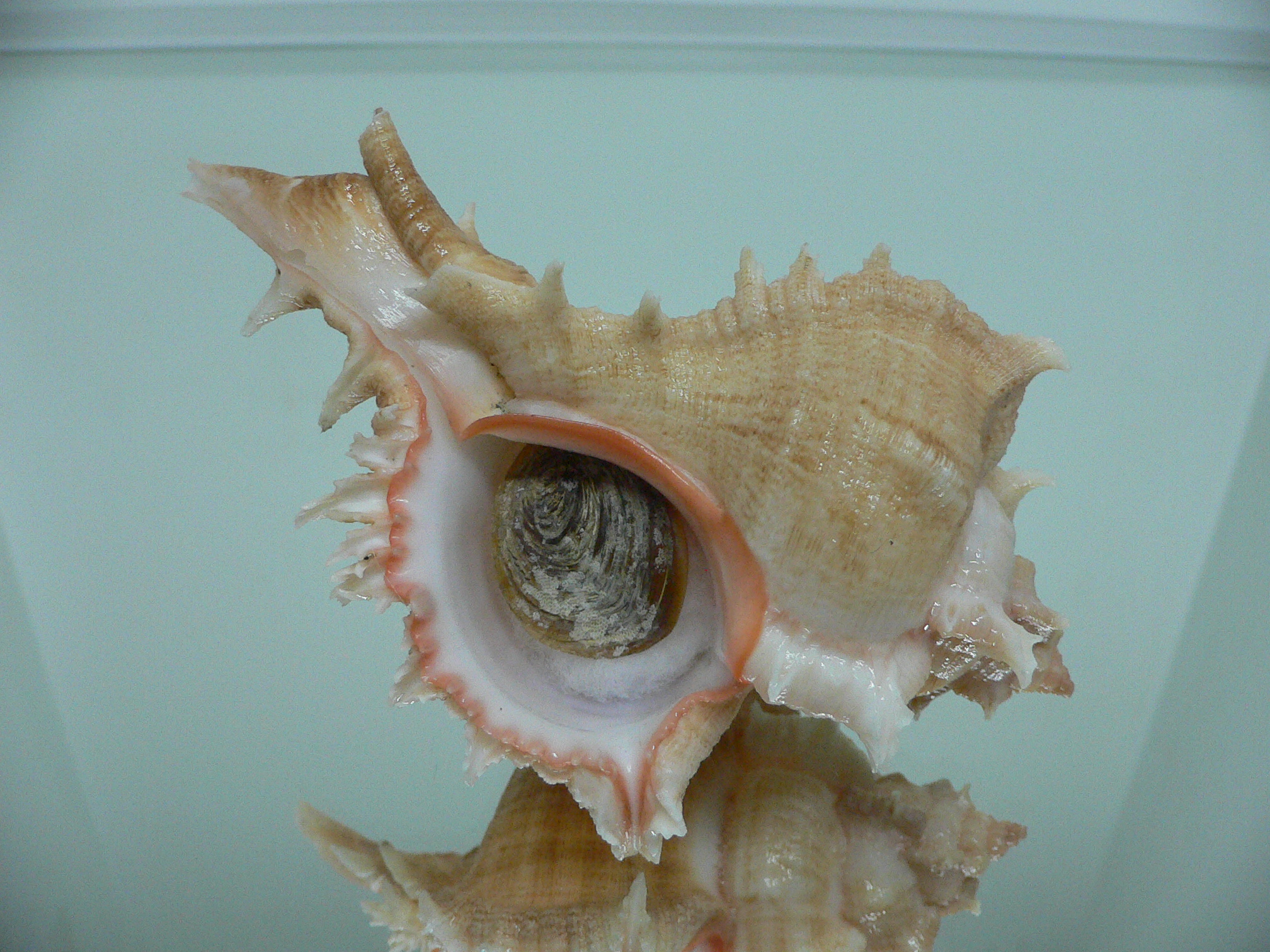 Chicoreus virgineus ponderosus (var.) UNUSUAL & BIG