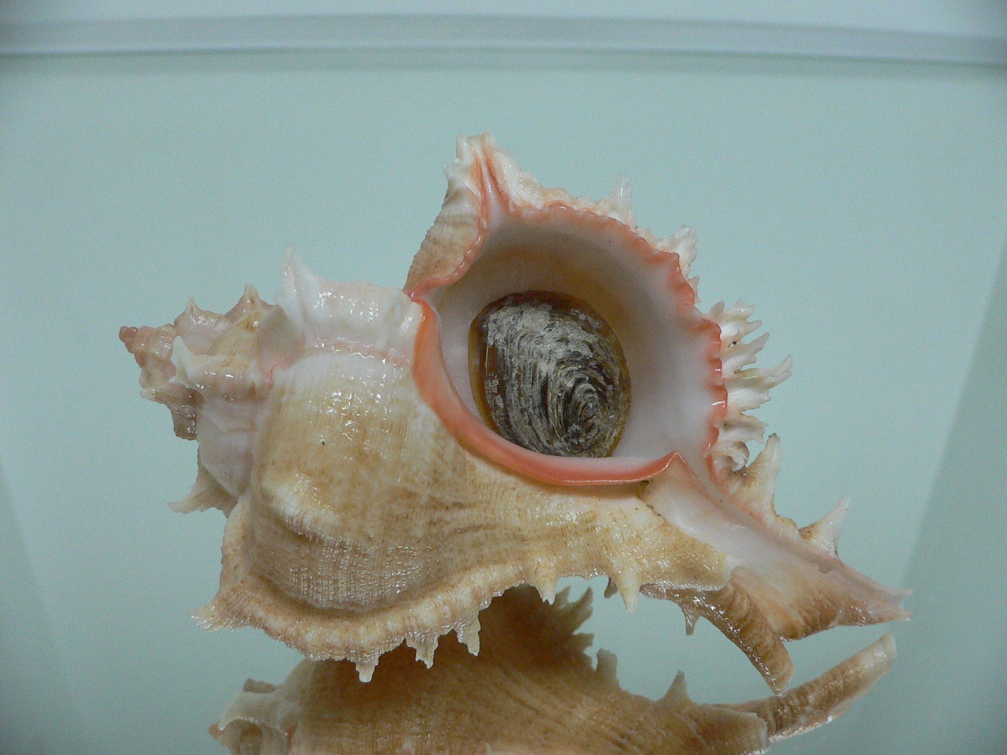 Chicoreus virgineus ponderosus (var.) UNUSUAL & BIG