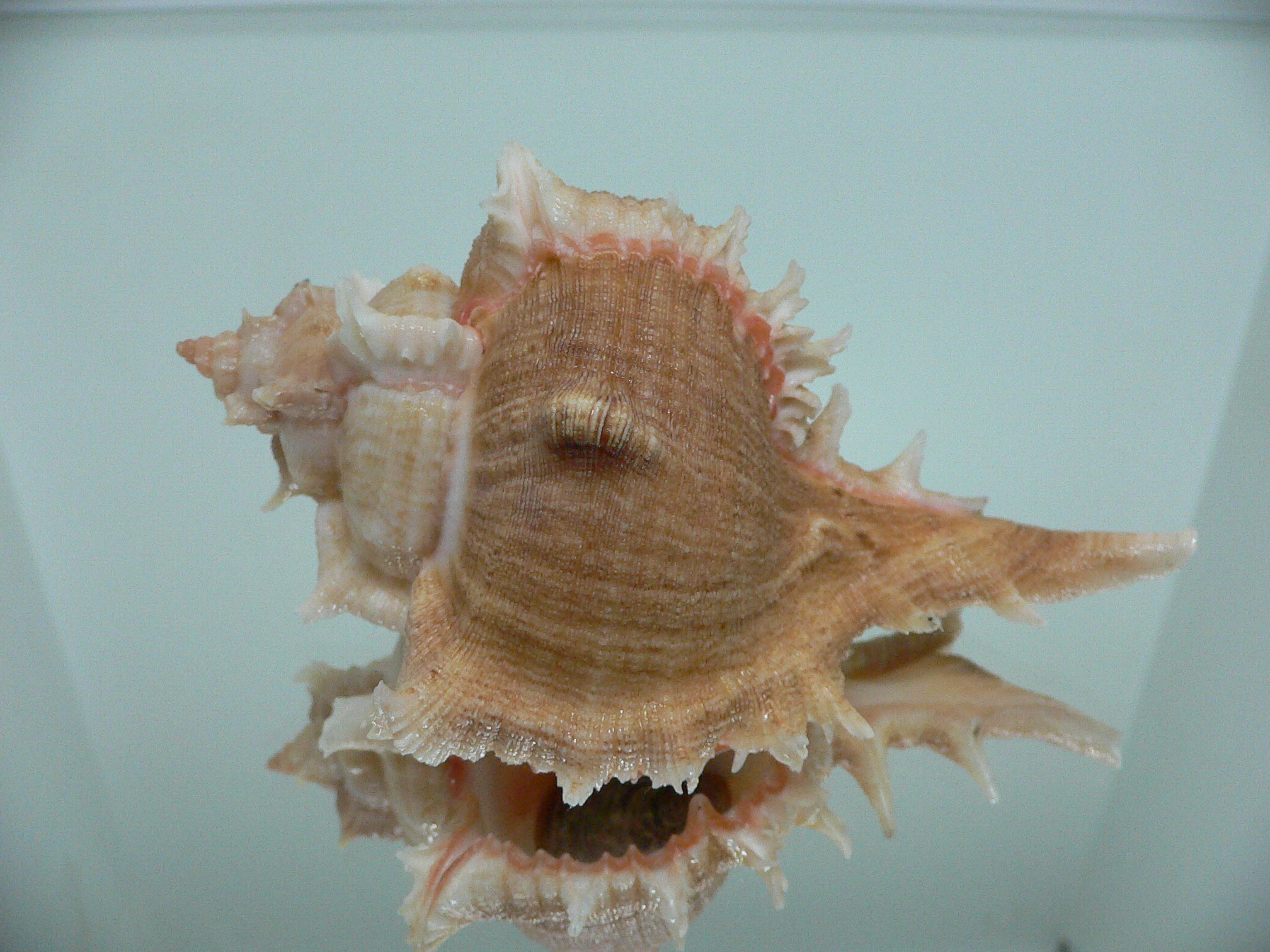 Chicoreus virgineus ponderosus (var.) UNUSUAL & BIG