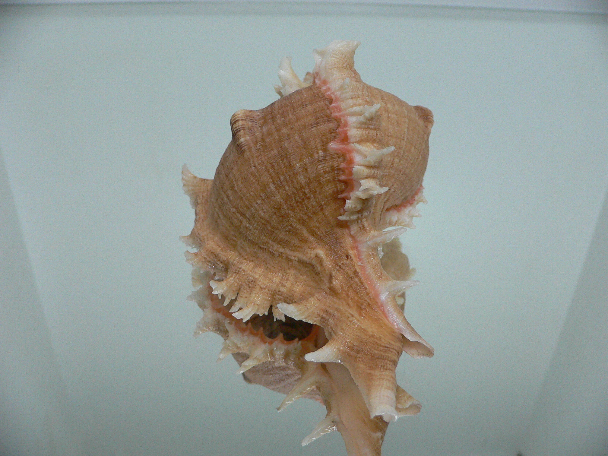 Chicoreus virgineus ponderosus (var.) UNUSUAL & BIG