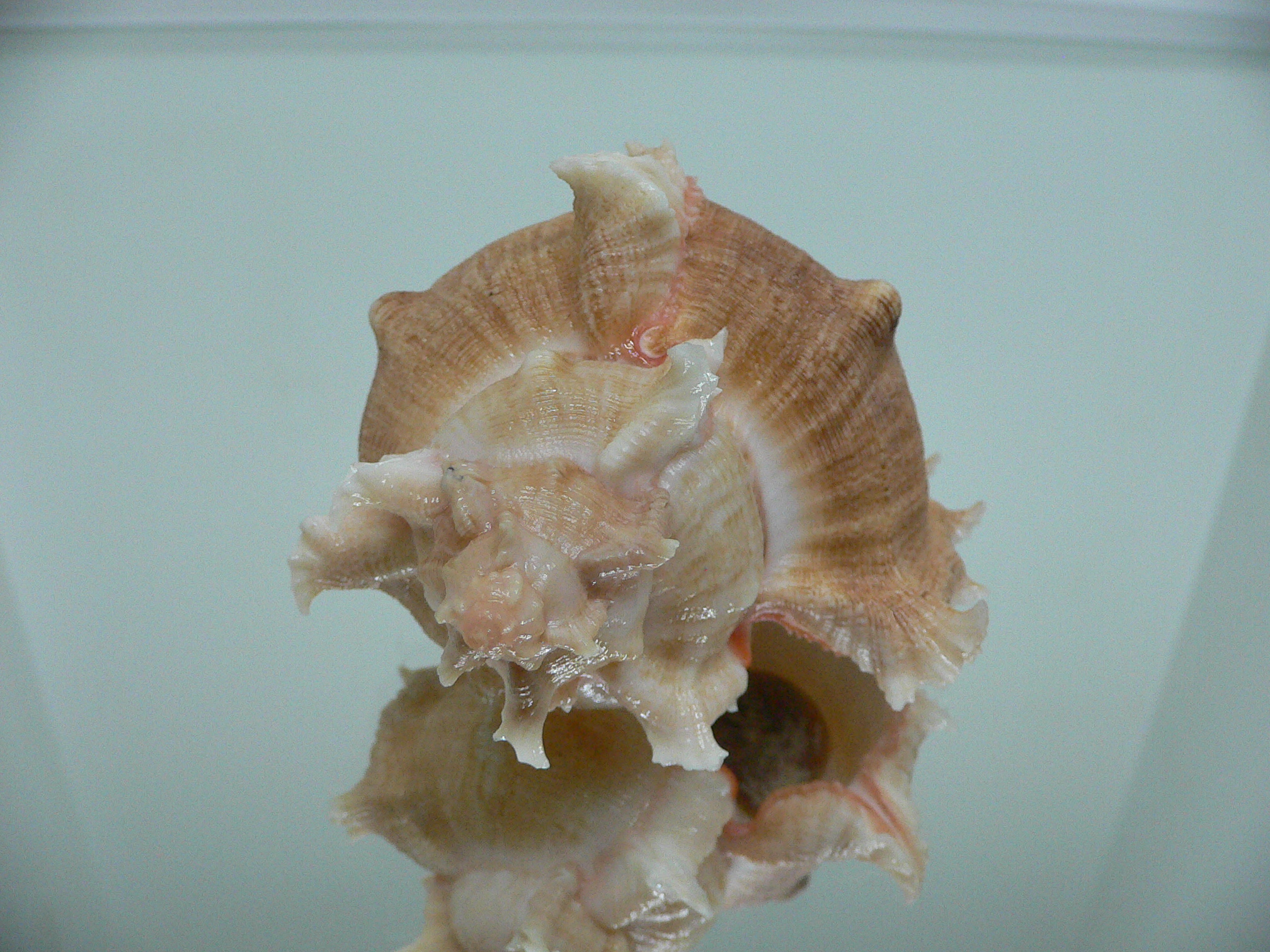 Chicoreus virgineus ponderosus (var.) UNUSUAL & BIG
