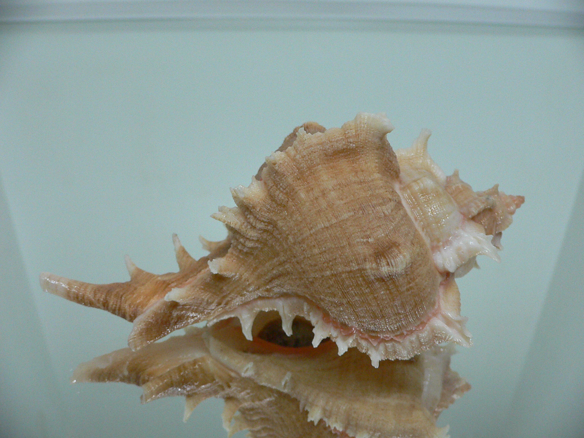 Chicoreus virgineus ponderosus (var.) UNUSUAL & BIG