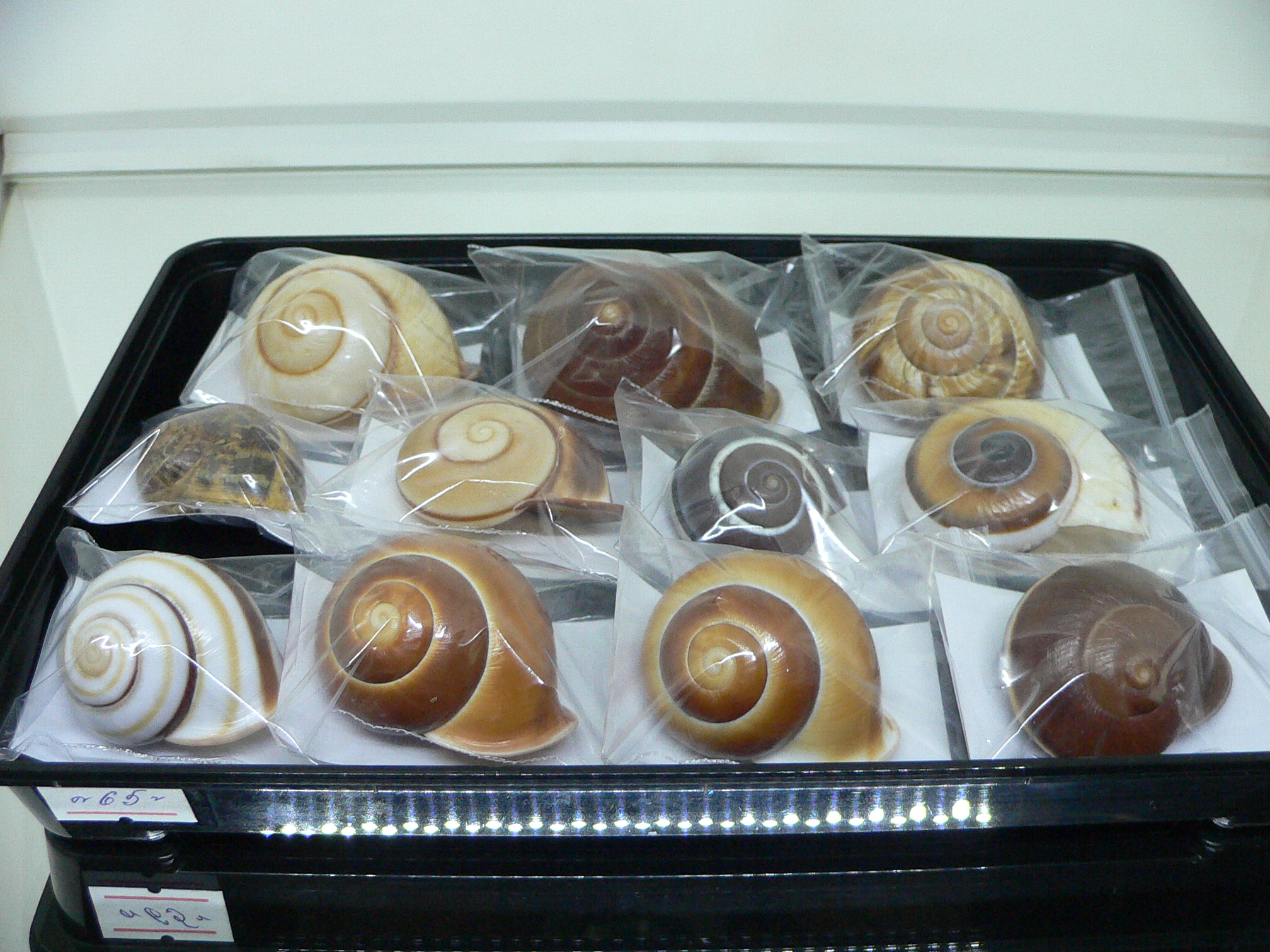 Camaena cicatricosa BIG & STRIPES