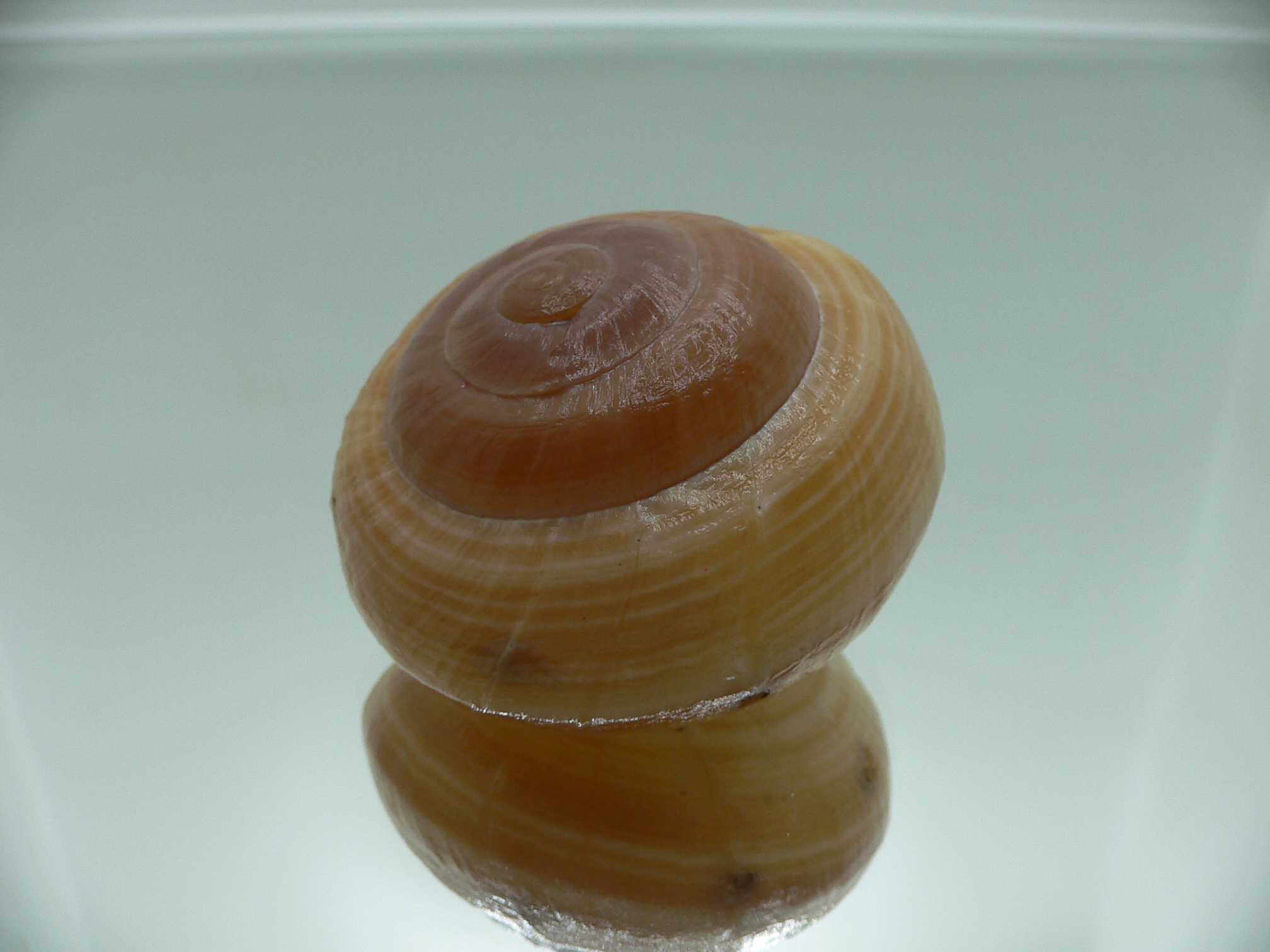 Camaena cicatricosa BIG & STRIPES