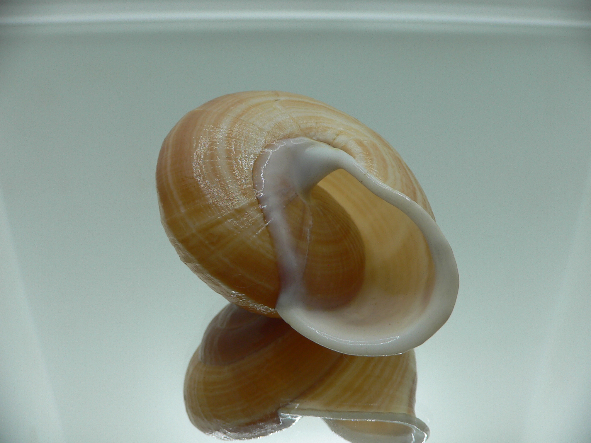 Camaena cicatricosa BIG & STRIPES