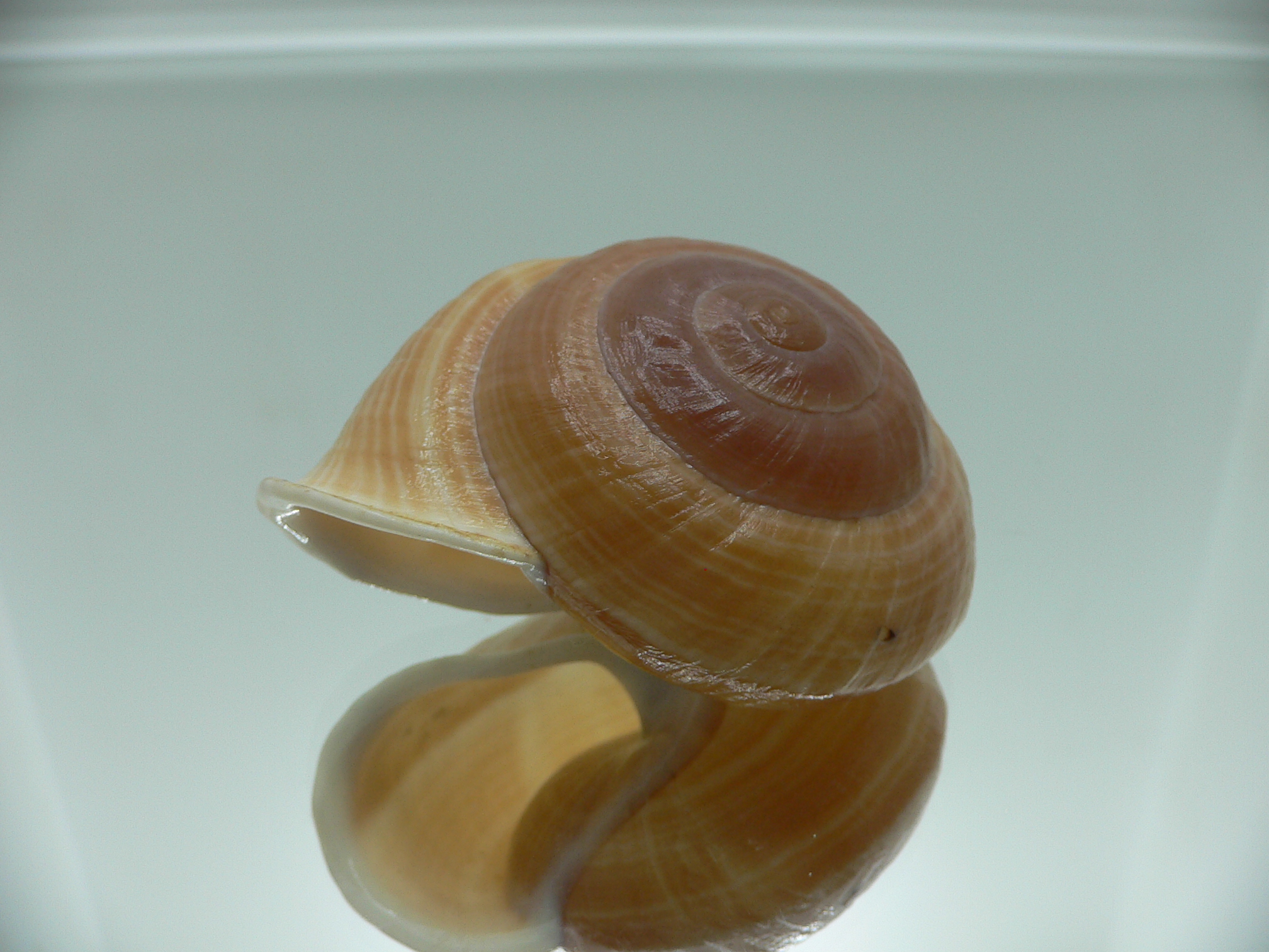 Camaena cicatricosa BIG & STRIPES