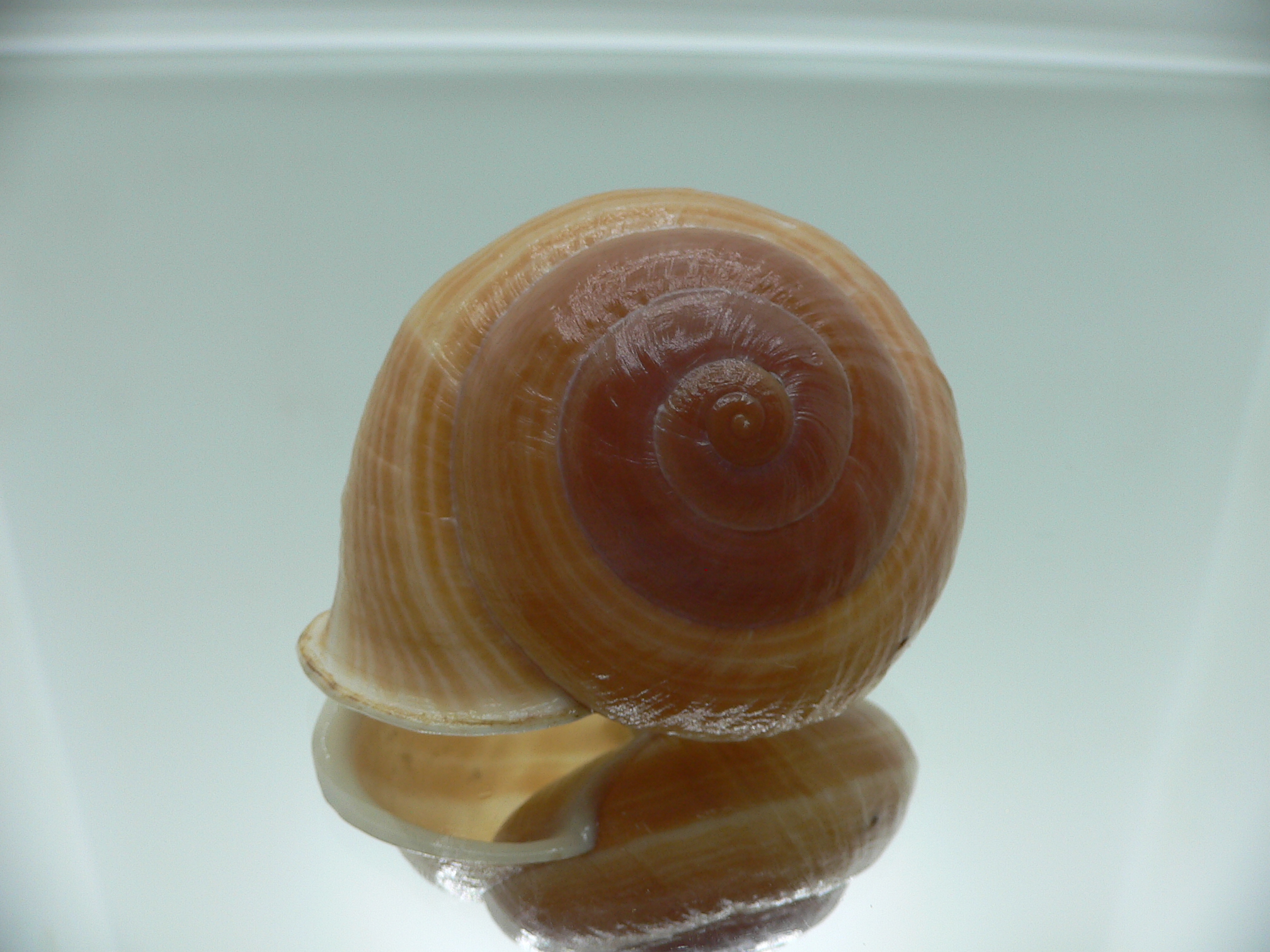 Camaena cicatricosa BIG & STRIPES