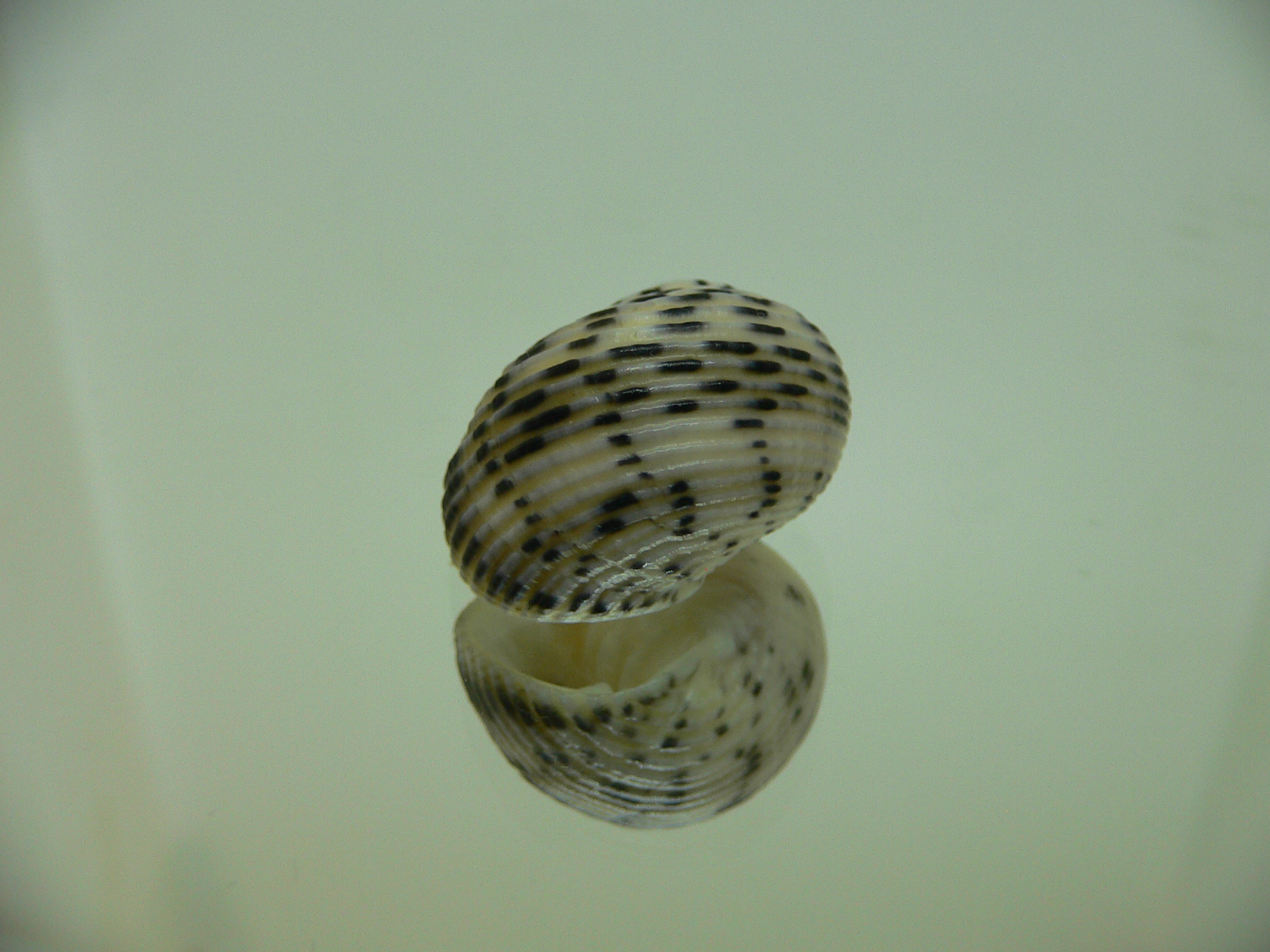 Nerita plicata