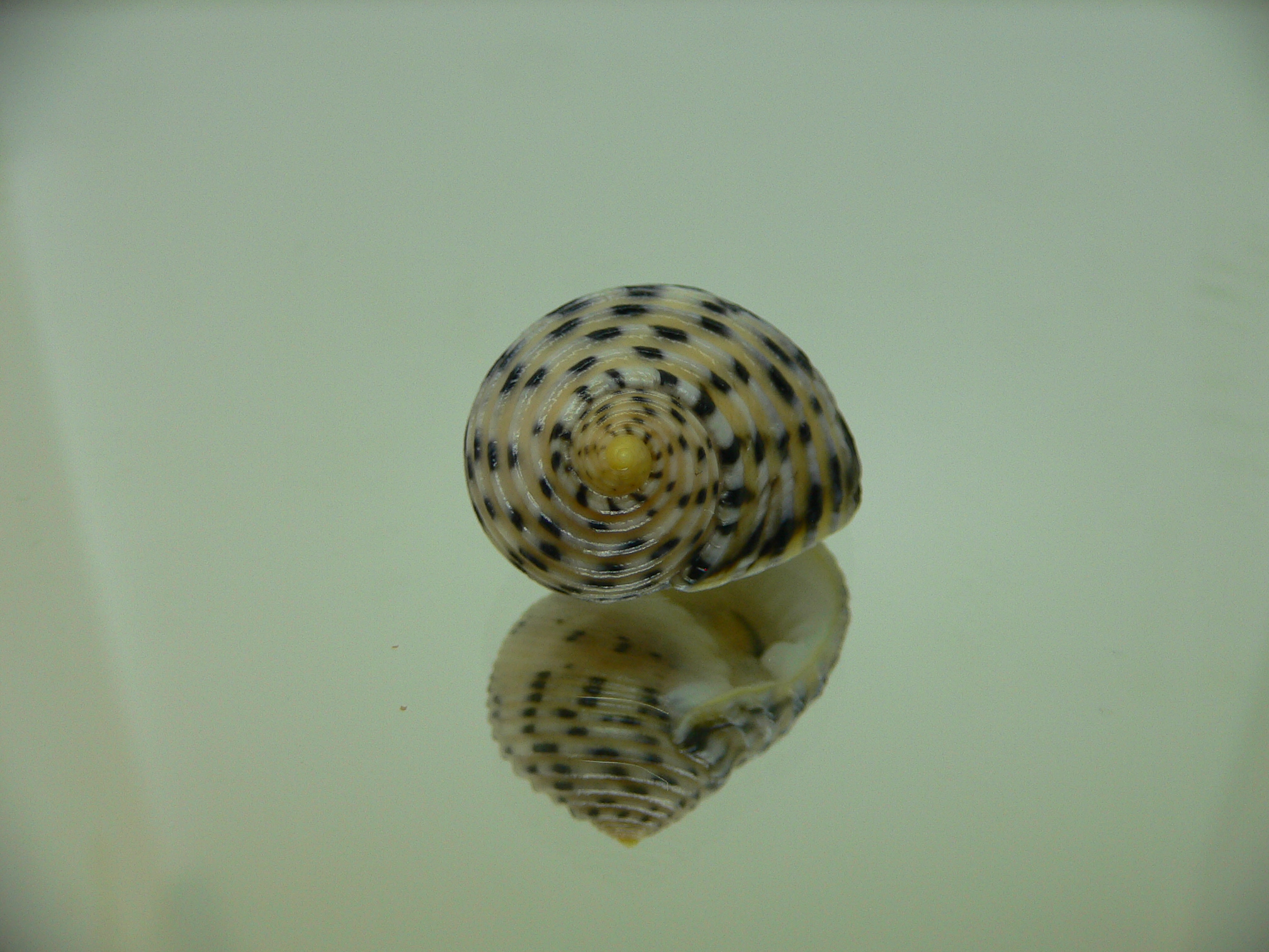 Nerita plicata