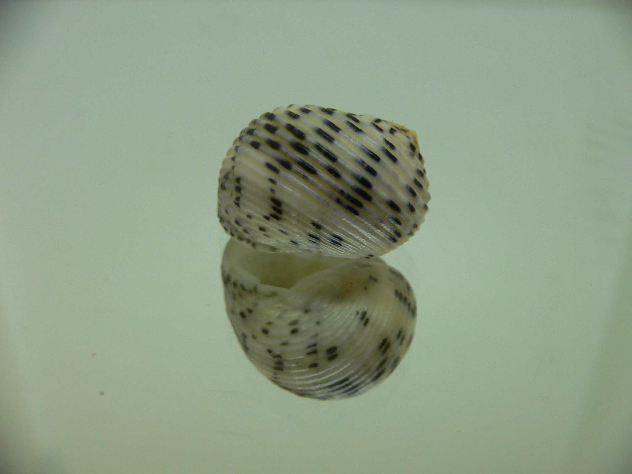 Nerita plicata
