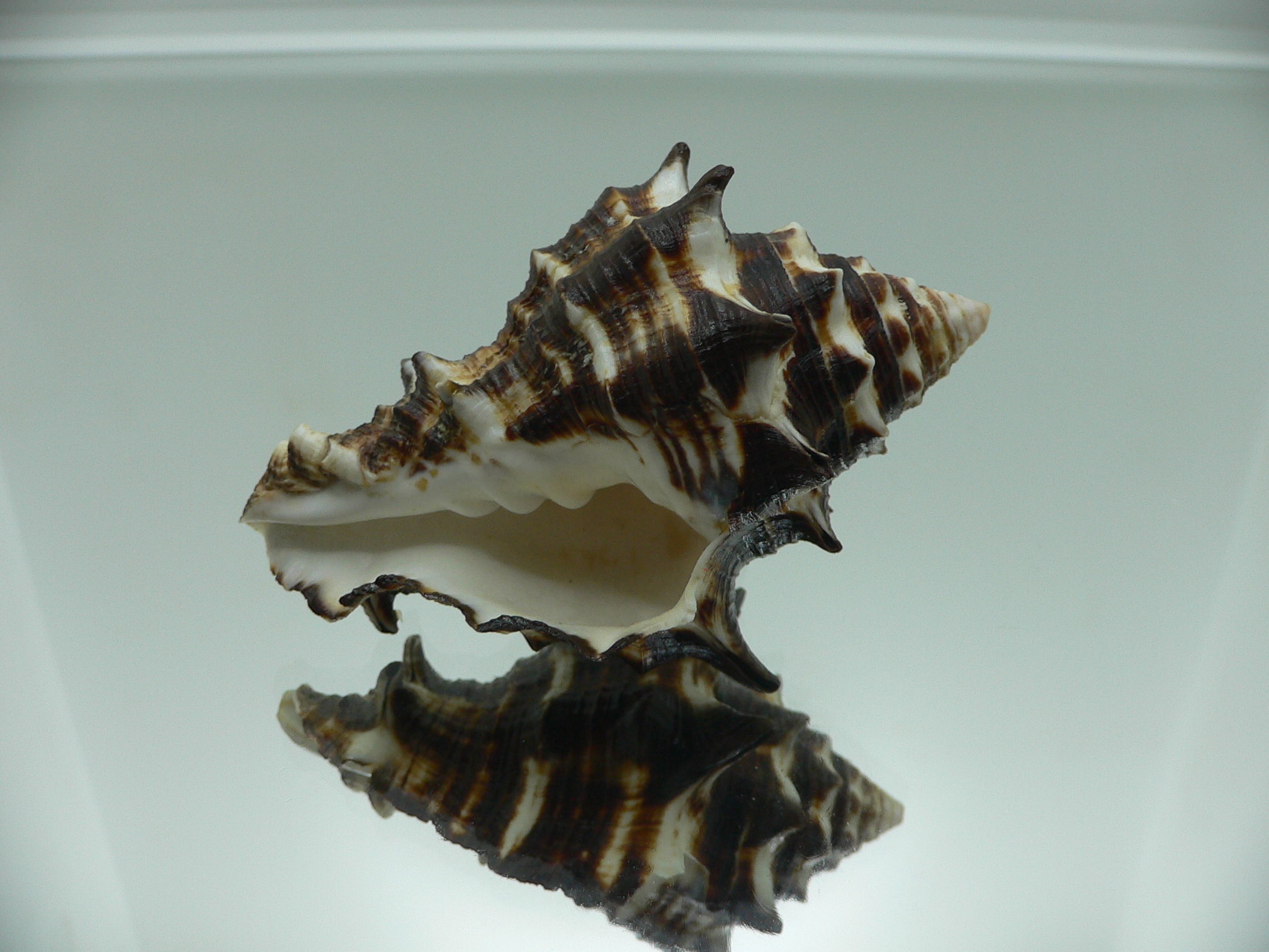 Vasum ceramicum SUPER