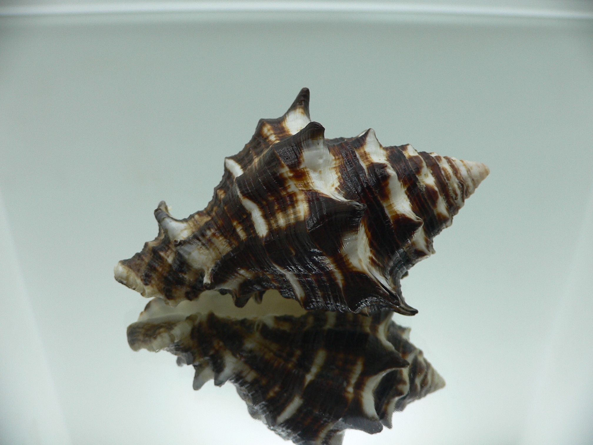 Vasum ceramicum SUPER