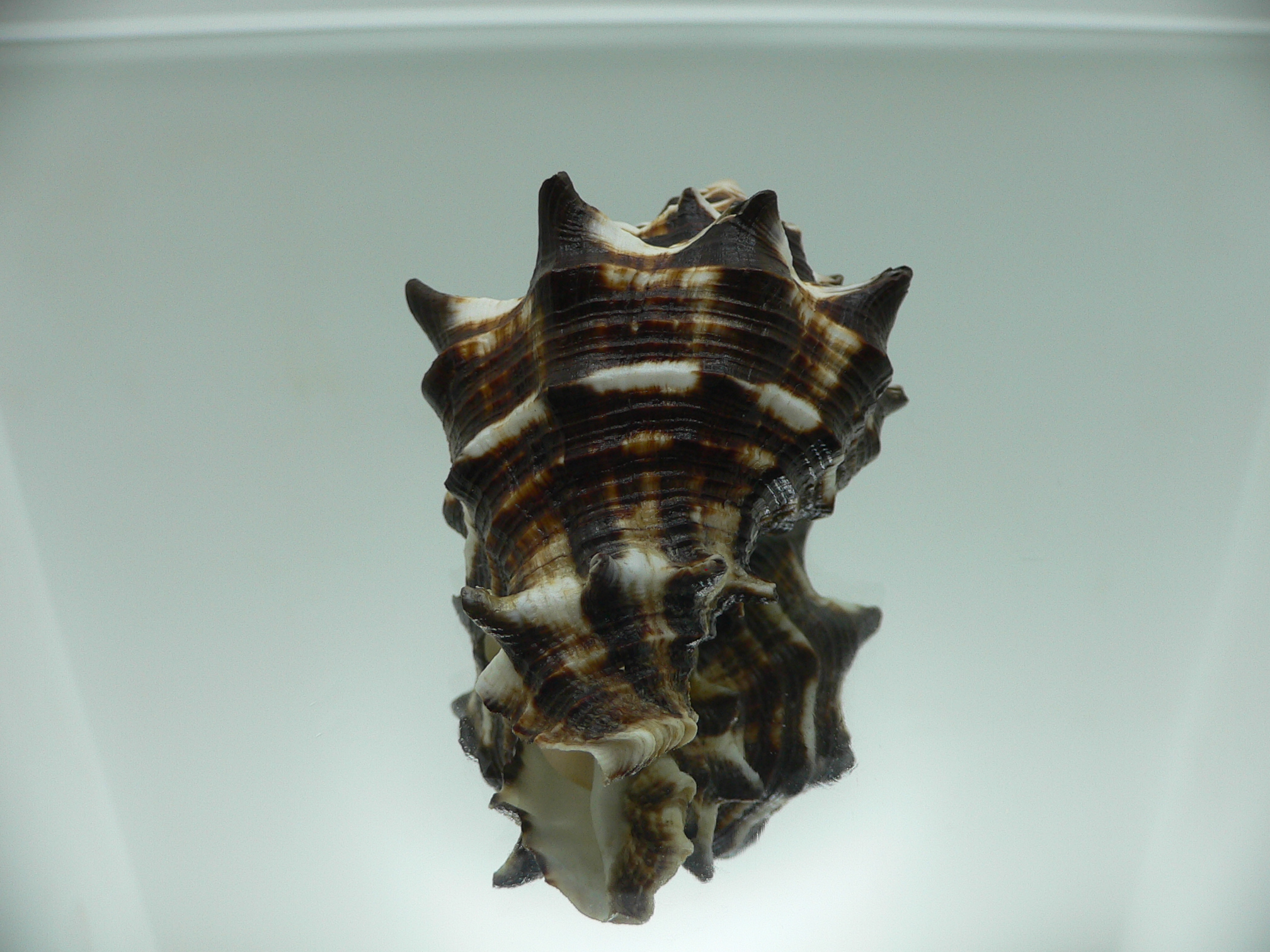 Vasum ceramicum SUPER