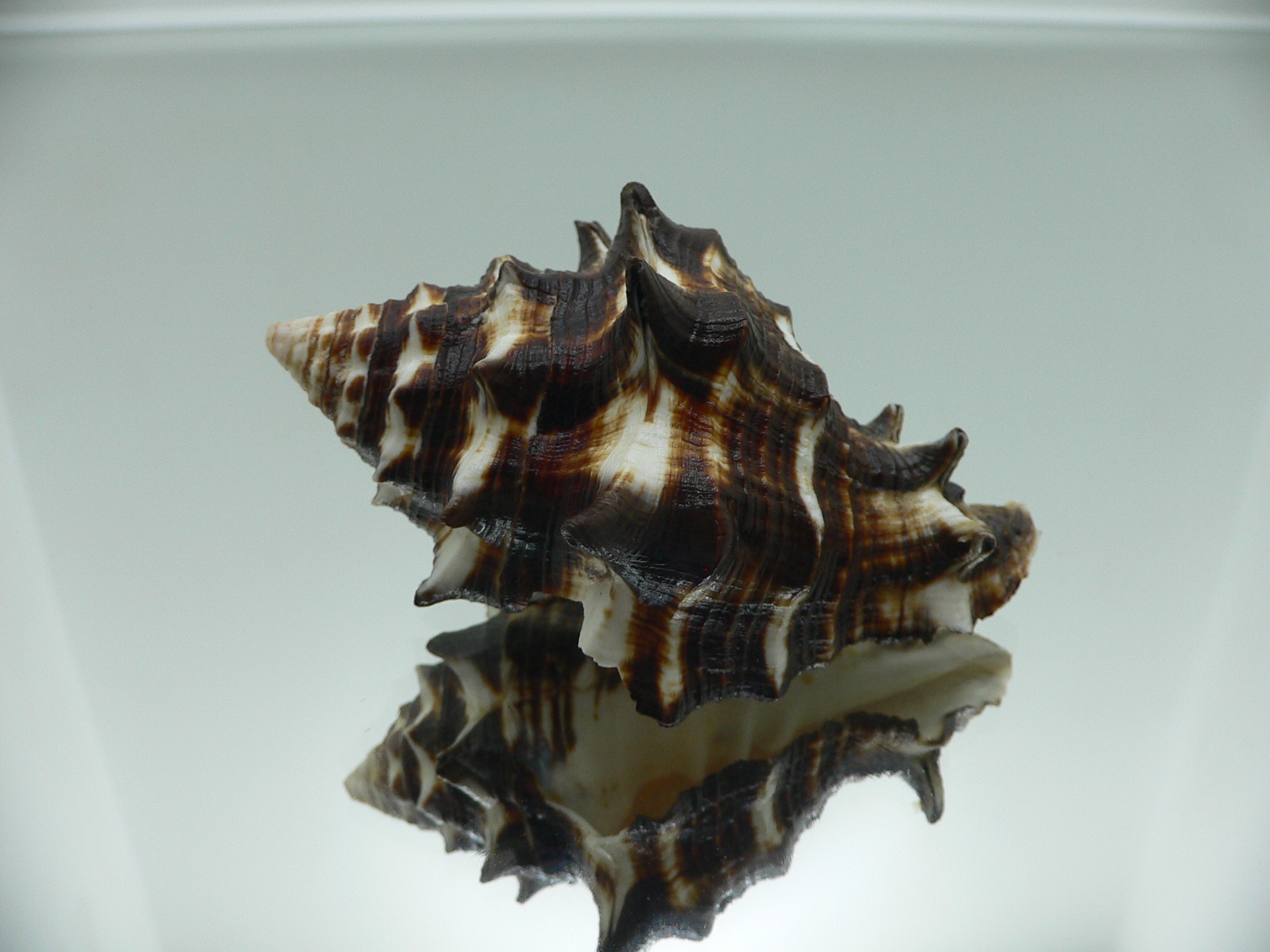 Vasum ceramicum SUPER