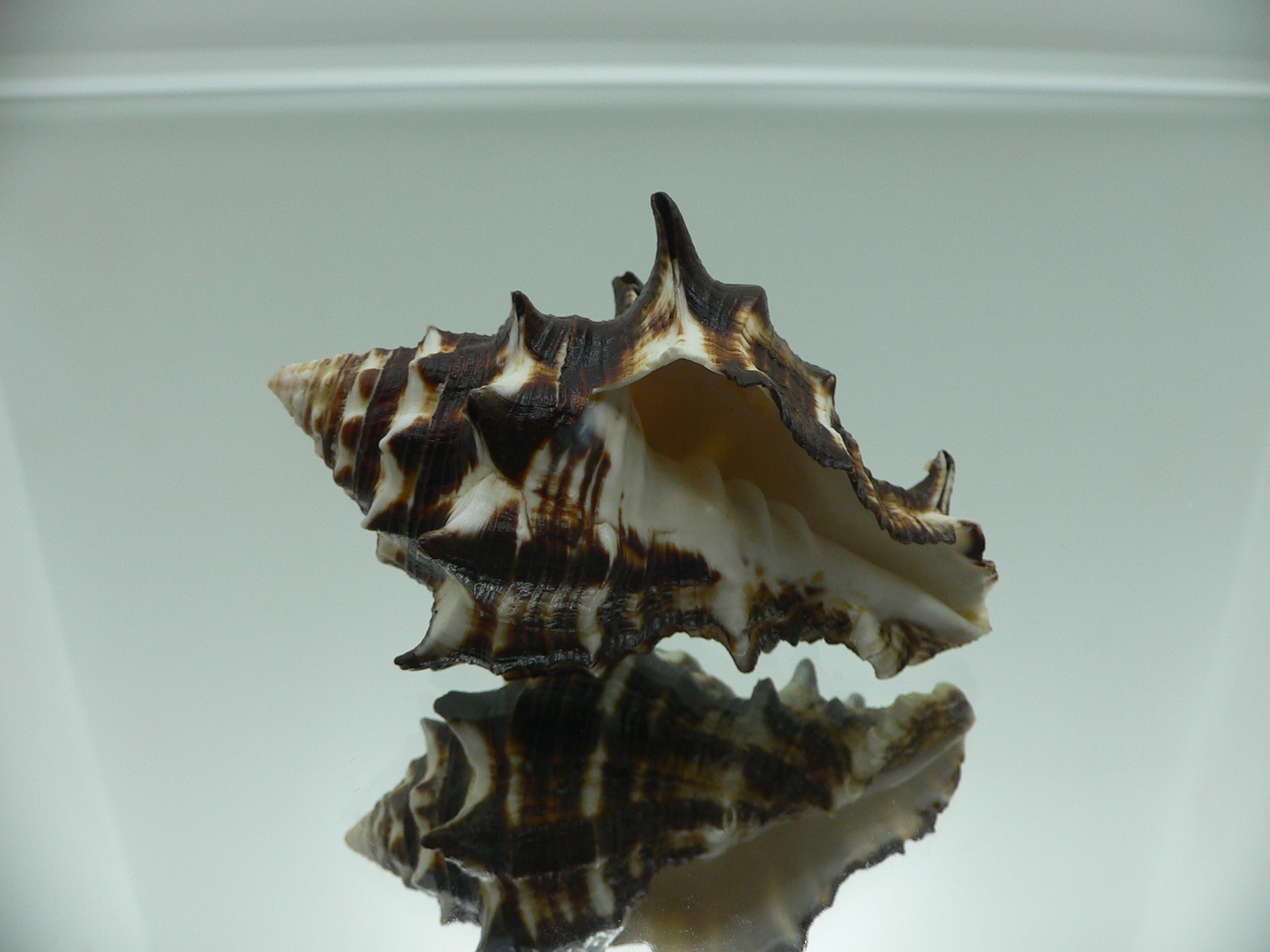 Vasum ceramicum SUPER