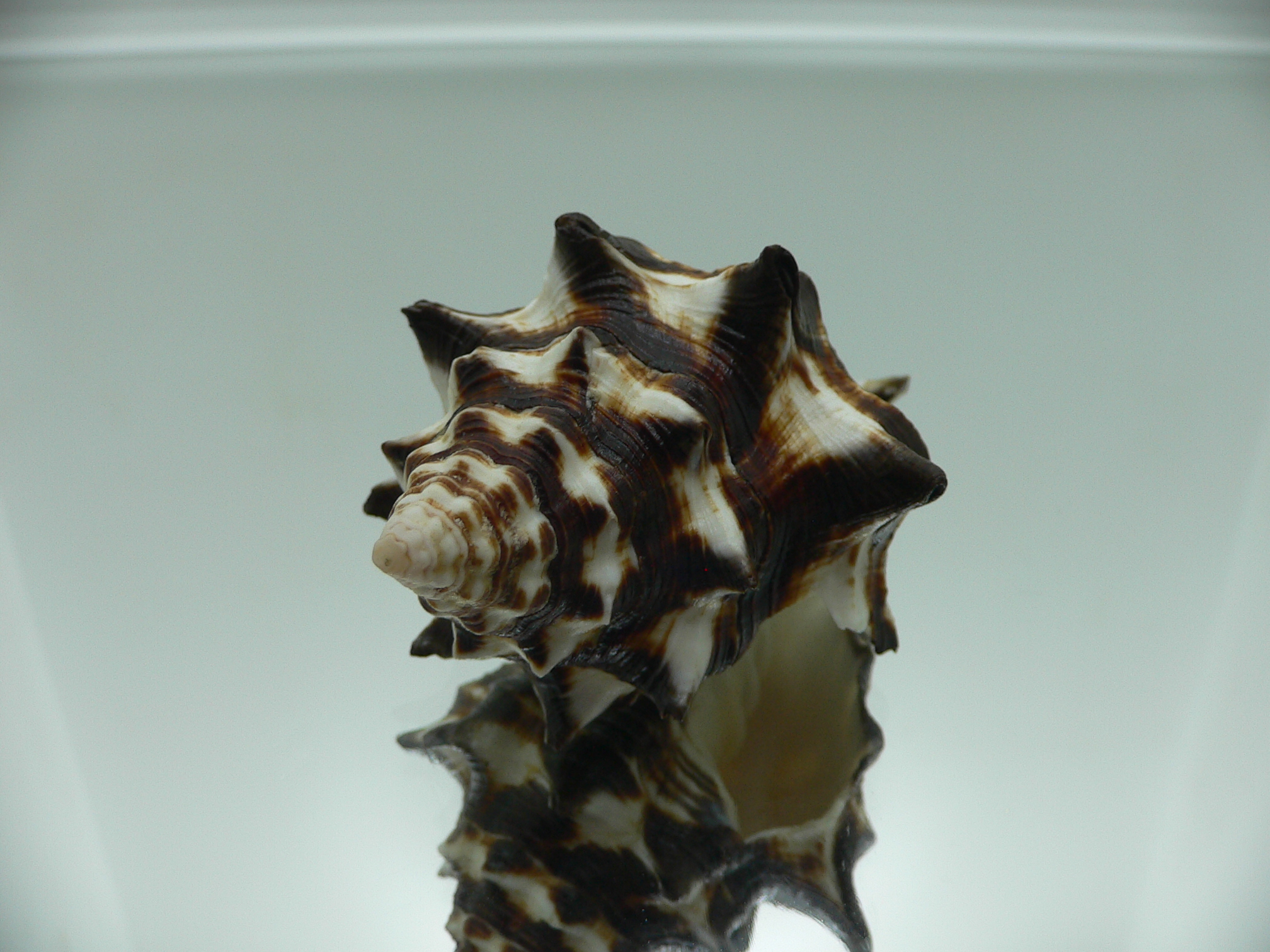 Vasum ceramicum SUPER