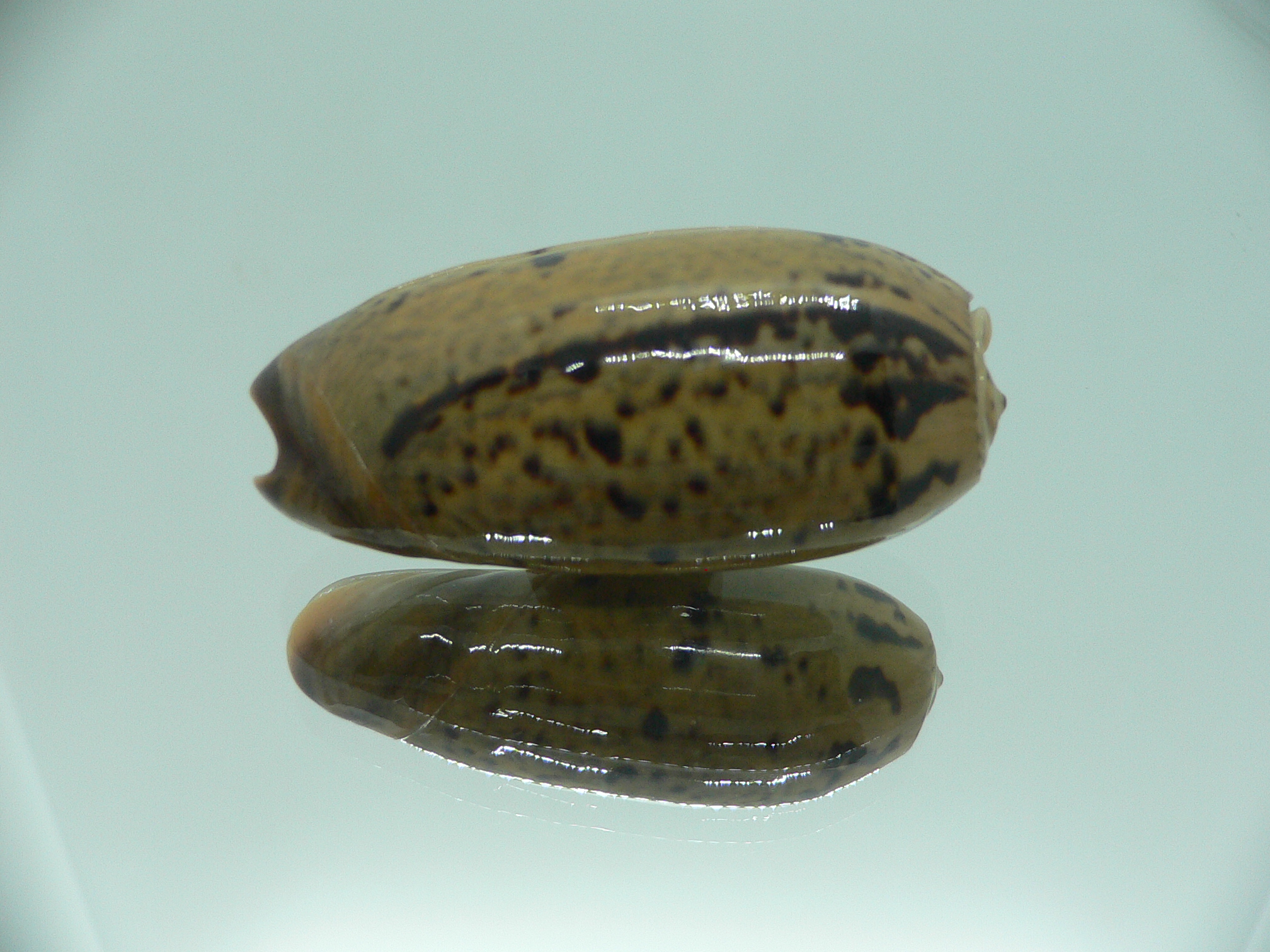 Oliva vidua rumphi (var.) IDEAL & RARE