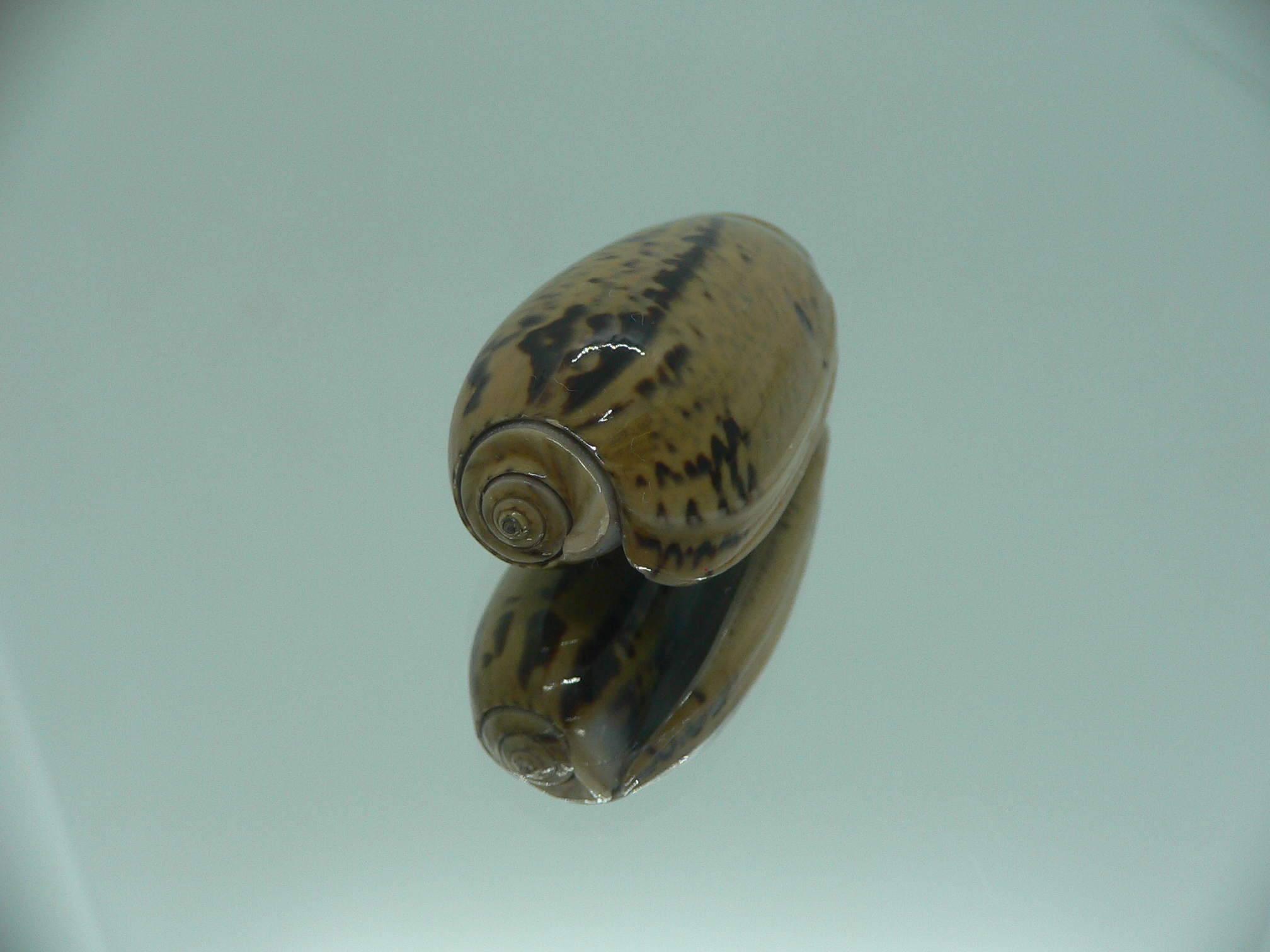 Oliva vidua rumphi (var.) IDEAL & RARE