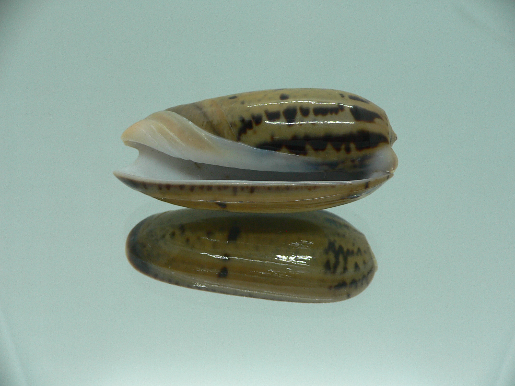 Oliva vidua rumphi (var.) IDEAL & RARE