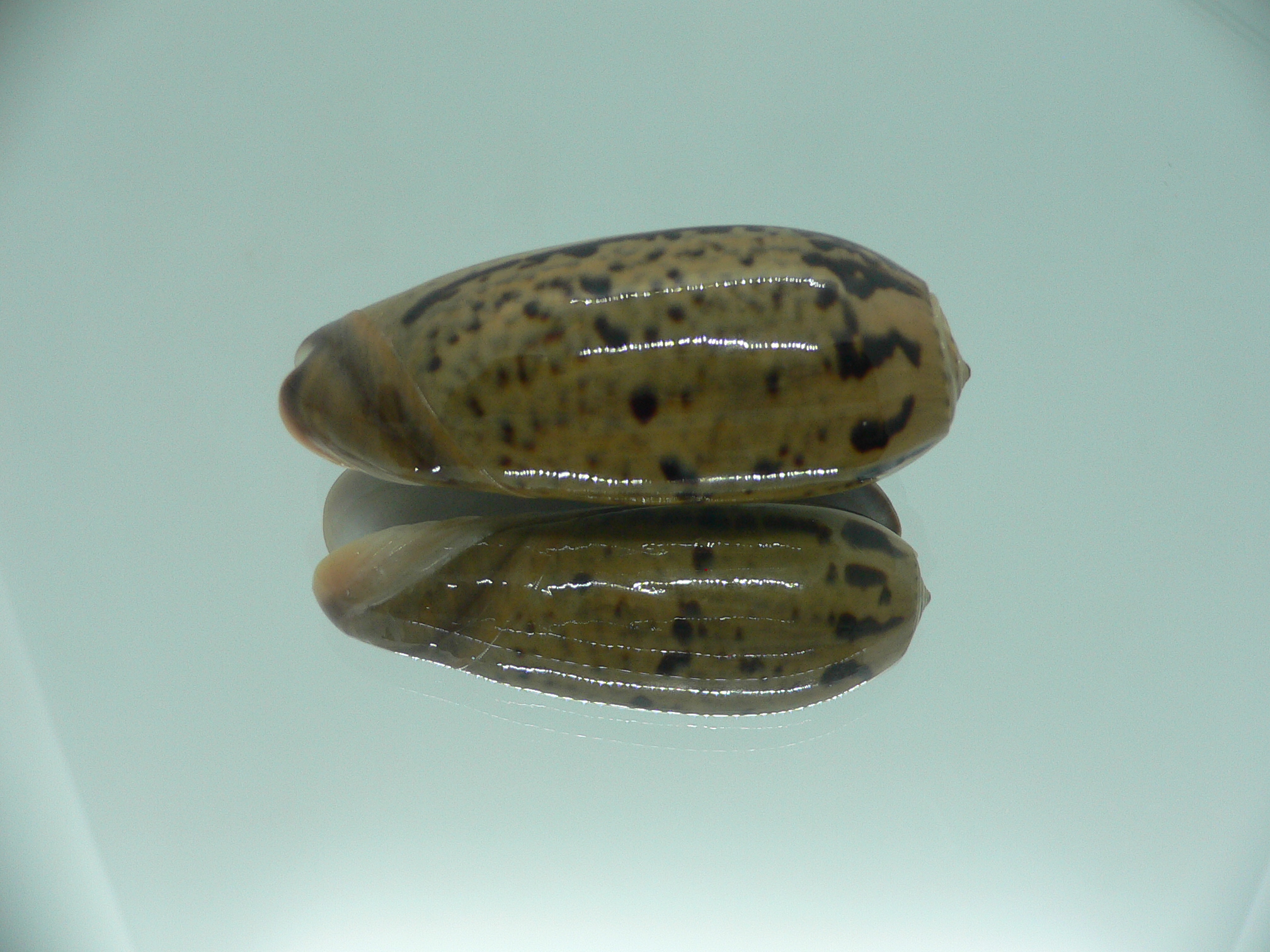 Oliva vidua rumphi (var.) IDEAL & RARE