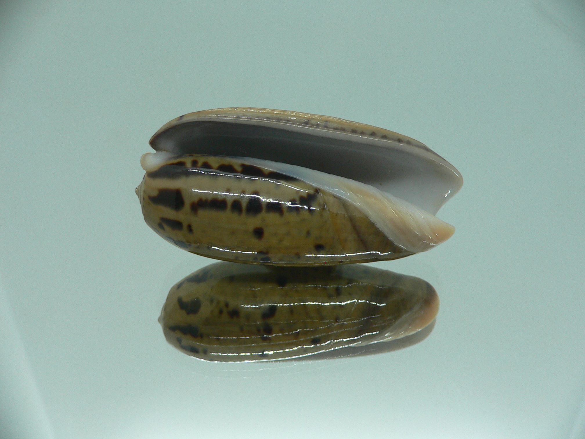 Oliva vidua rumphi (var.) IDEAL & RARE