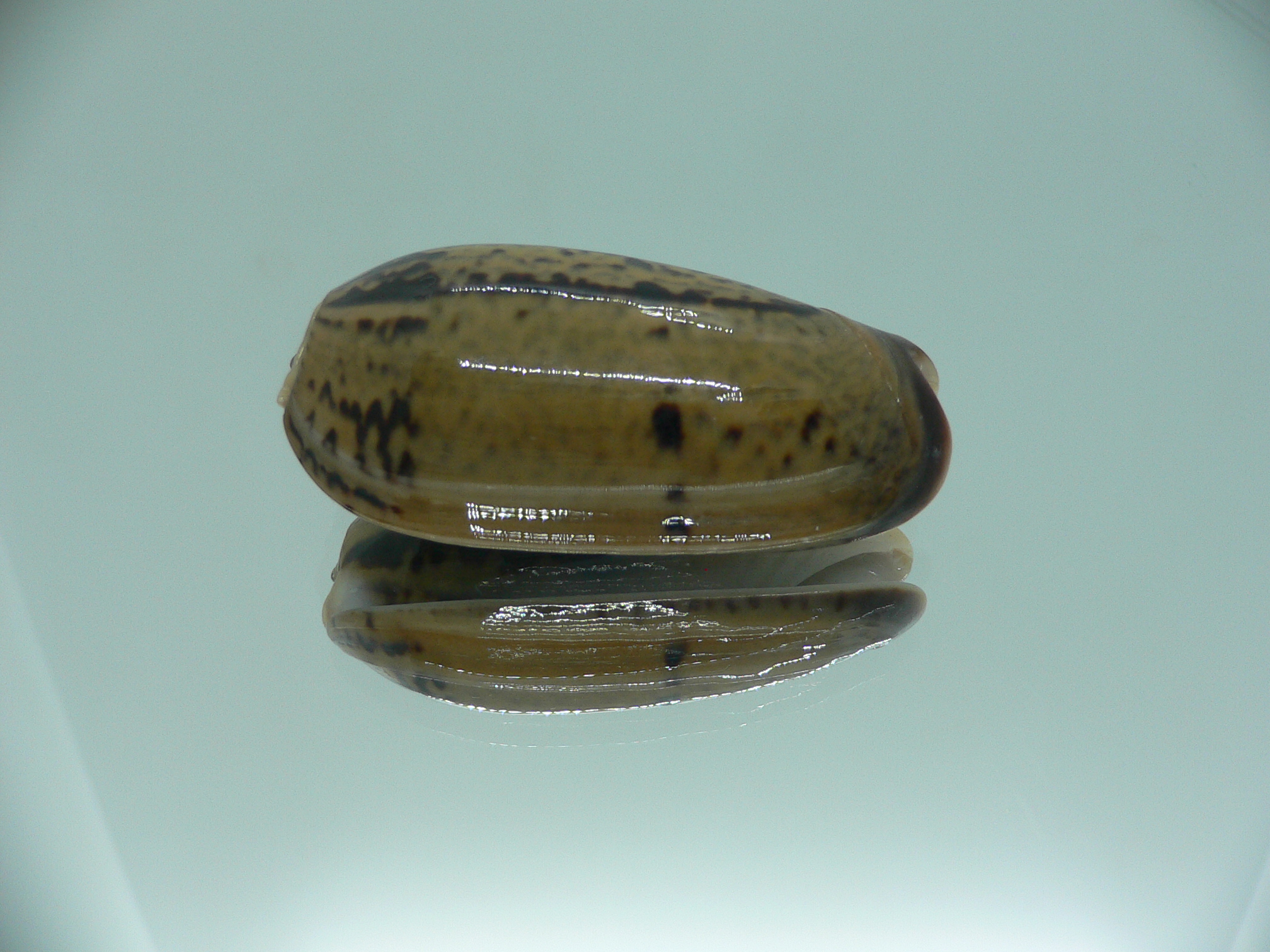 Oliva vidua rumphi (var.) IDEAL & RARE