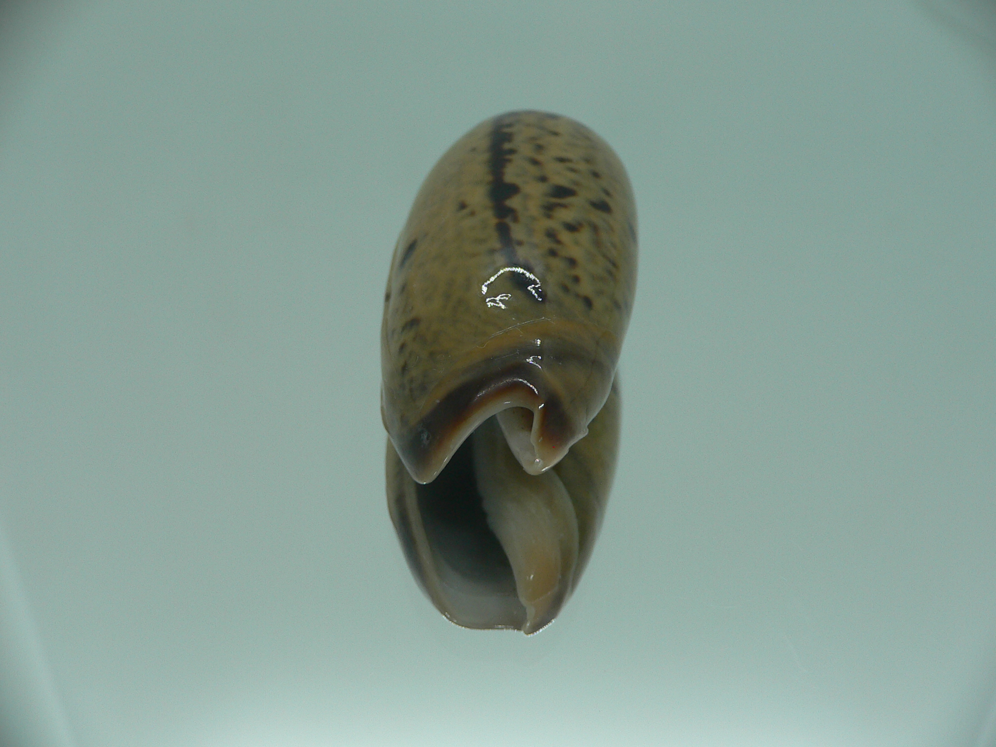Oliva vidua rumphi (var.) IDEAL & RARE