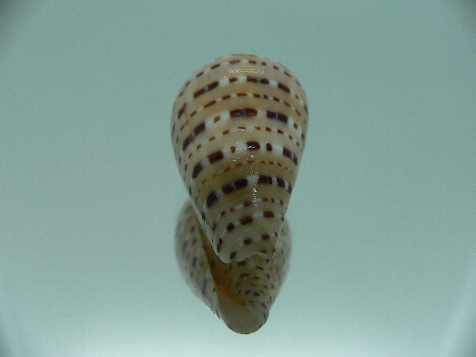 Conus genuanus DWARF
