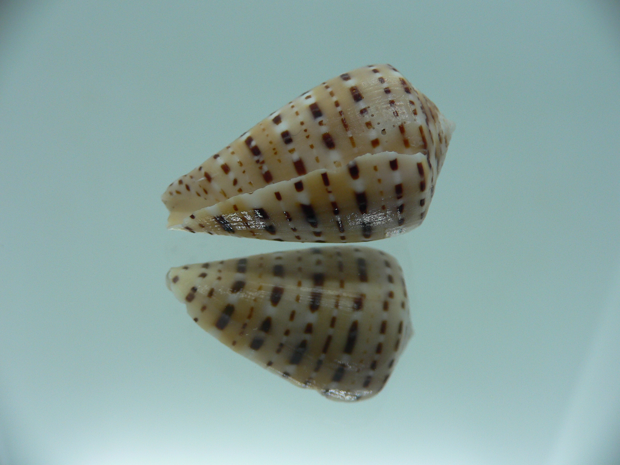 Conus genuanus DWARF