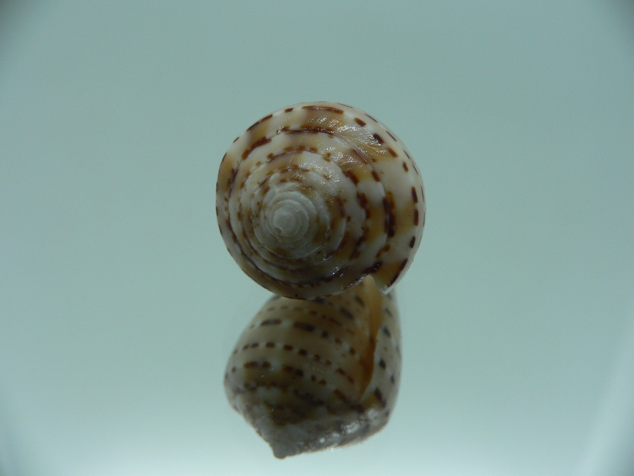 Conus genuanus DWARF