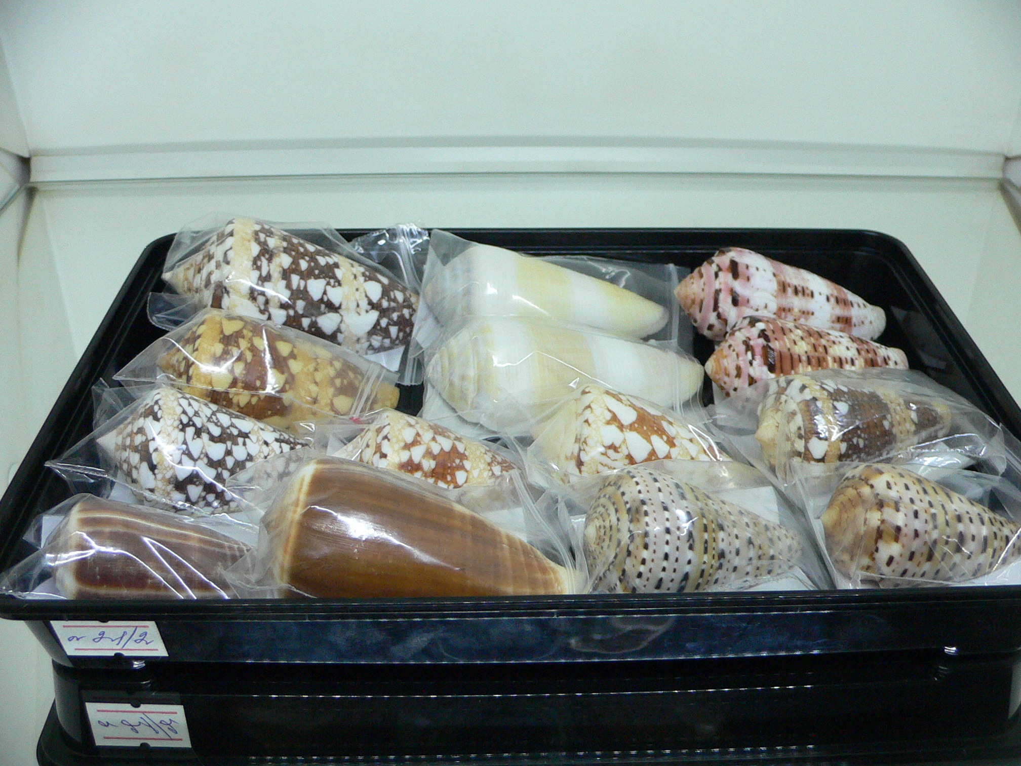 Conus genuanus DWARF