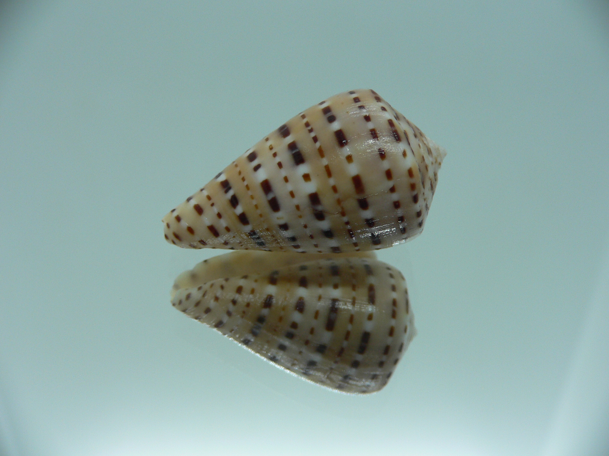 Conus genuanus DWARF