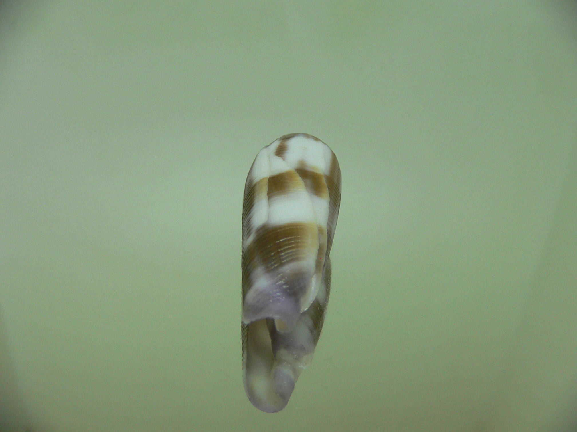 Conus violaceus