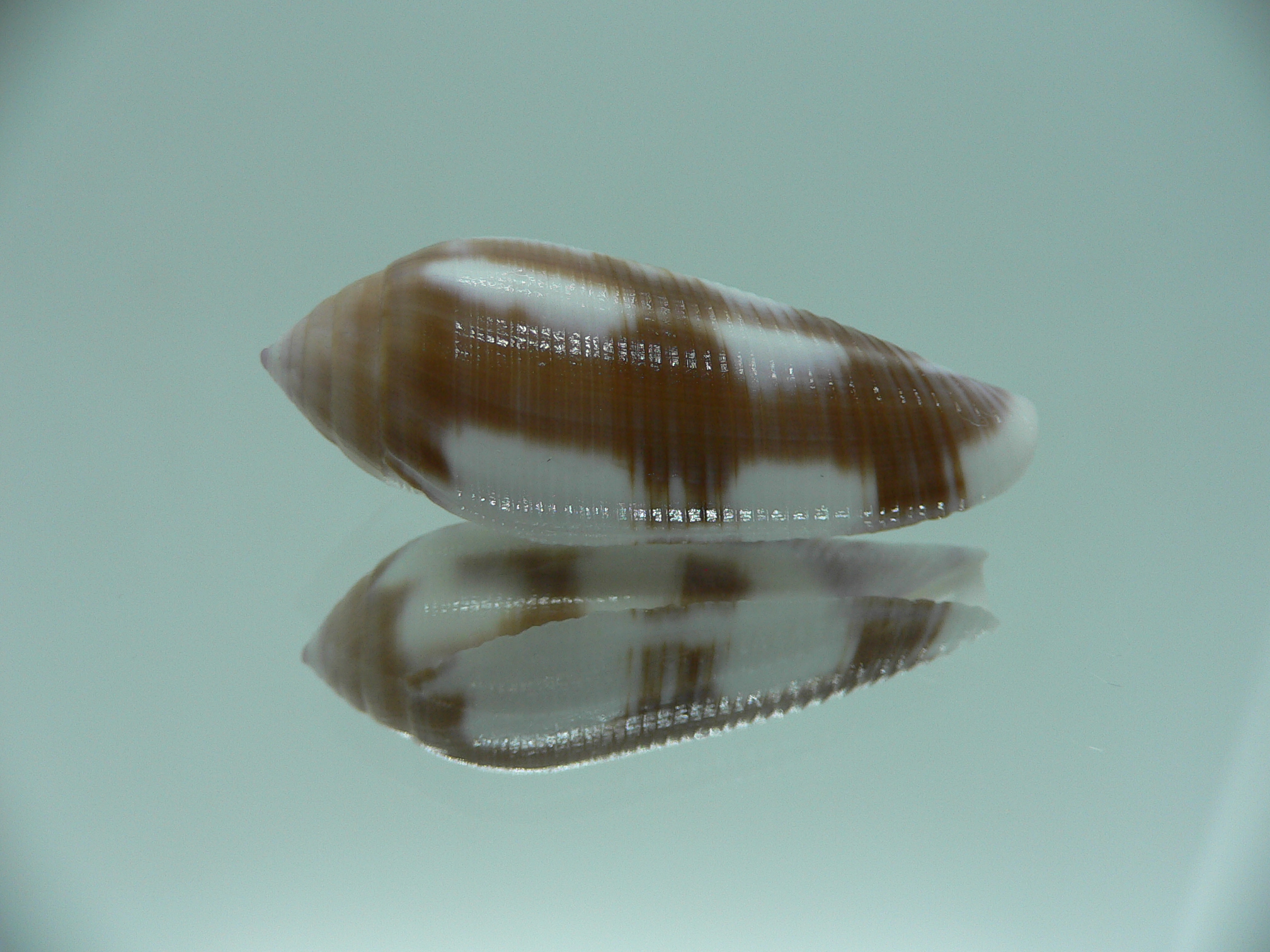 Conus violaceus