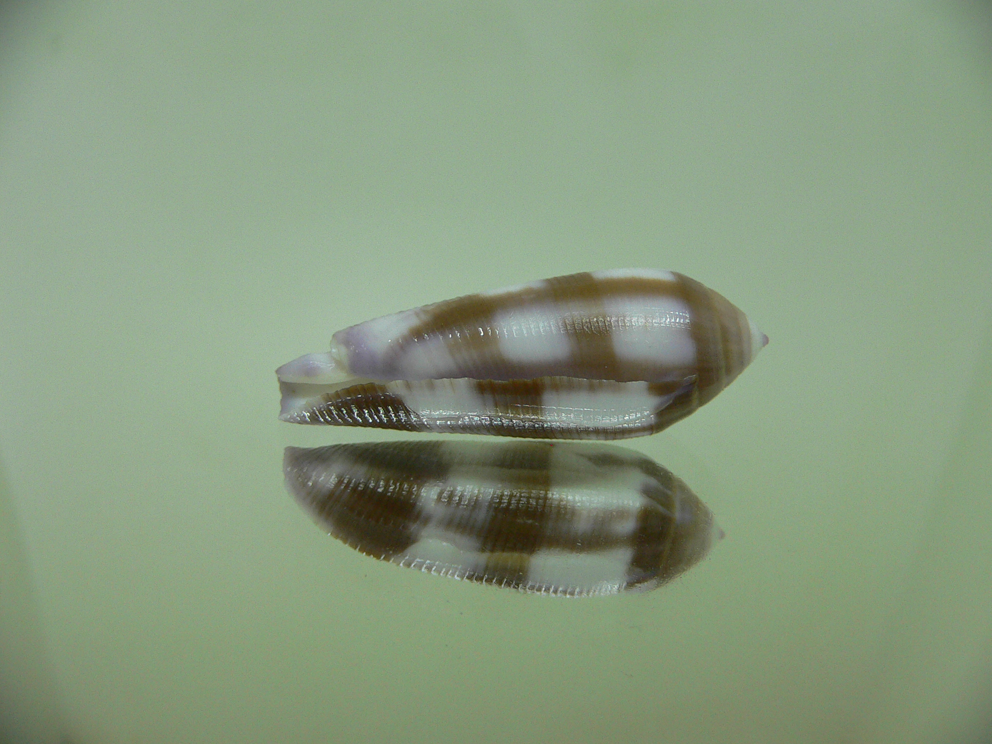 Conus violaceus