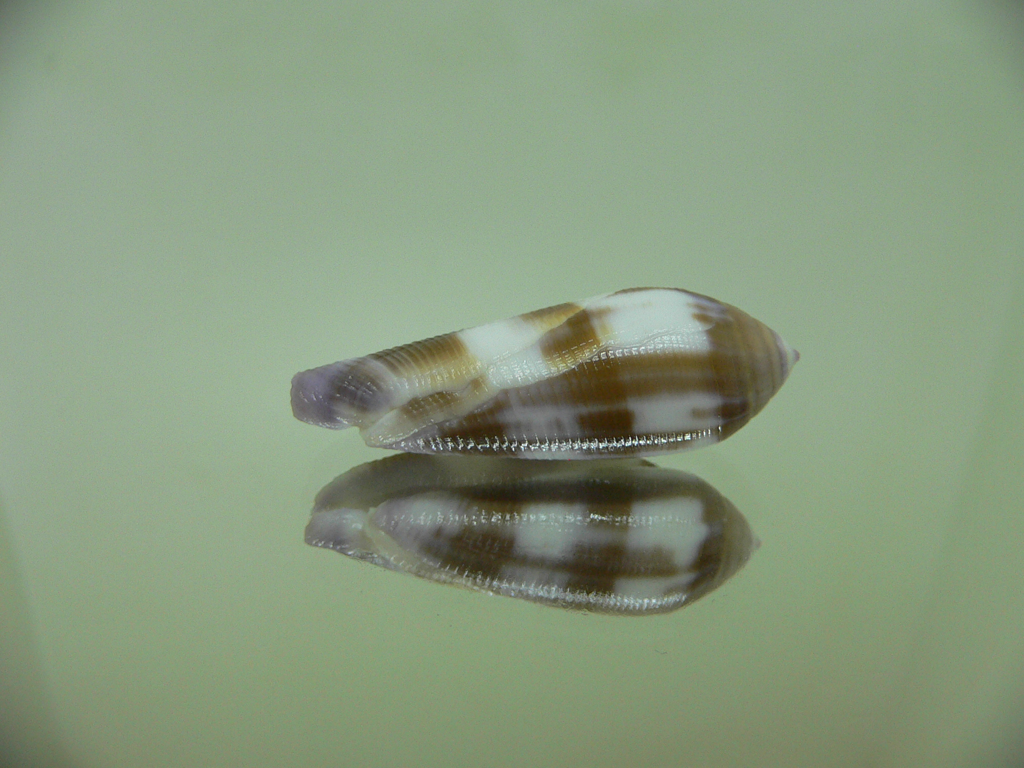 Conus violaceus