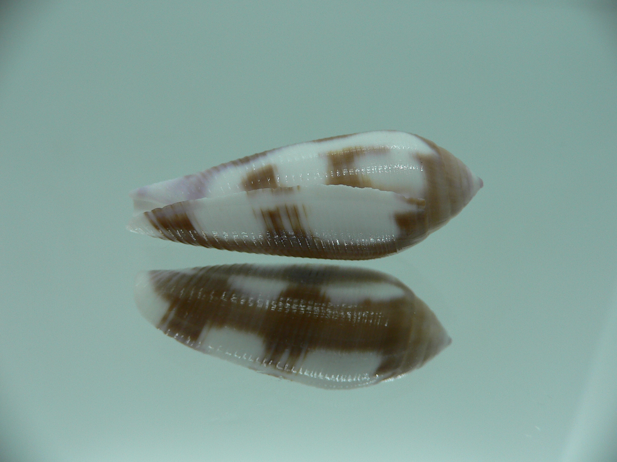 Conus violaceus