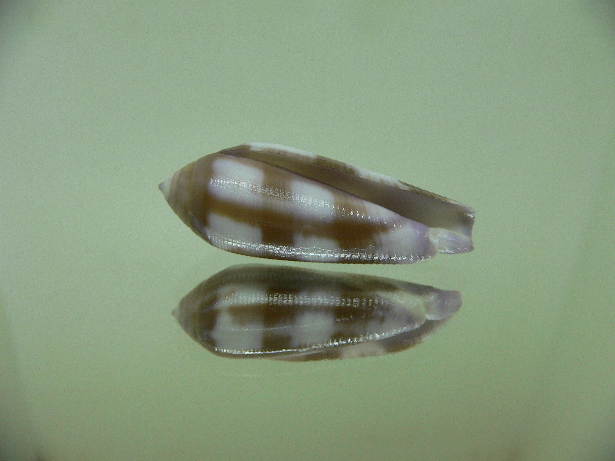 Conus violaceus