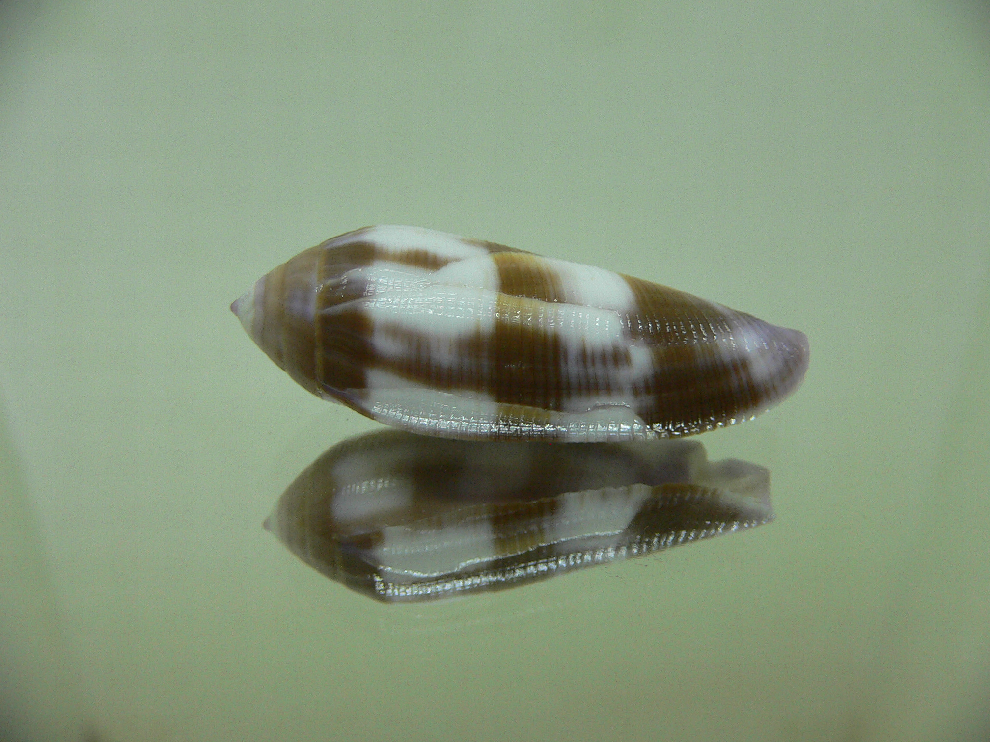 Conus violaceus