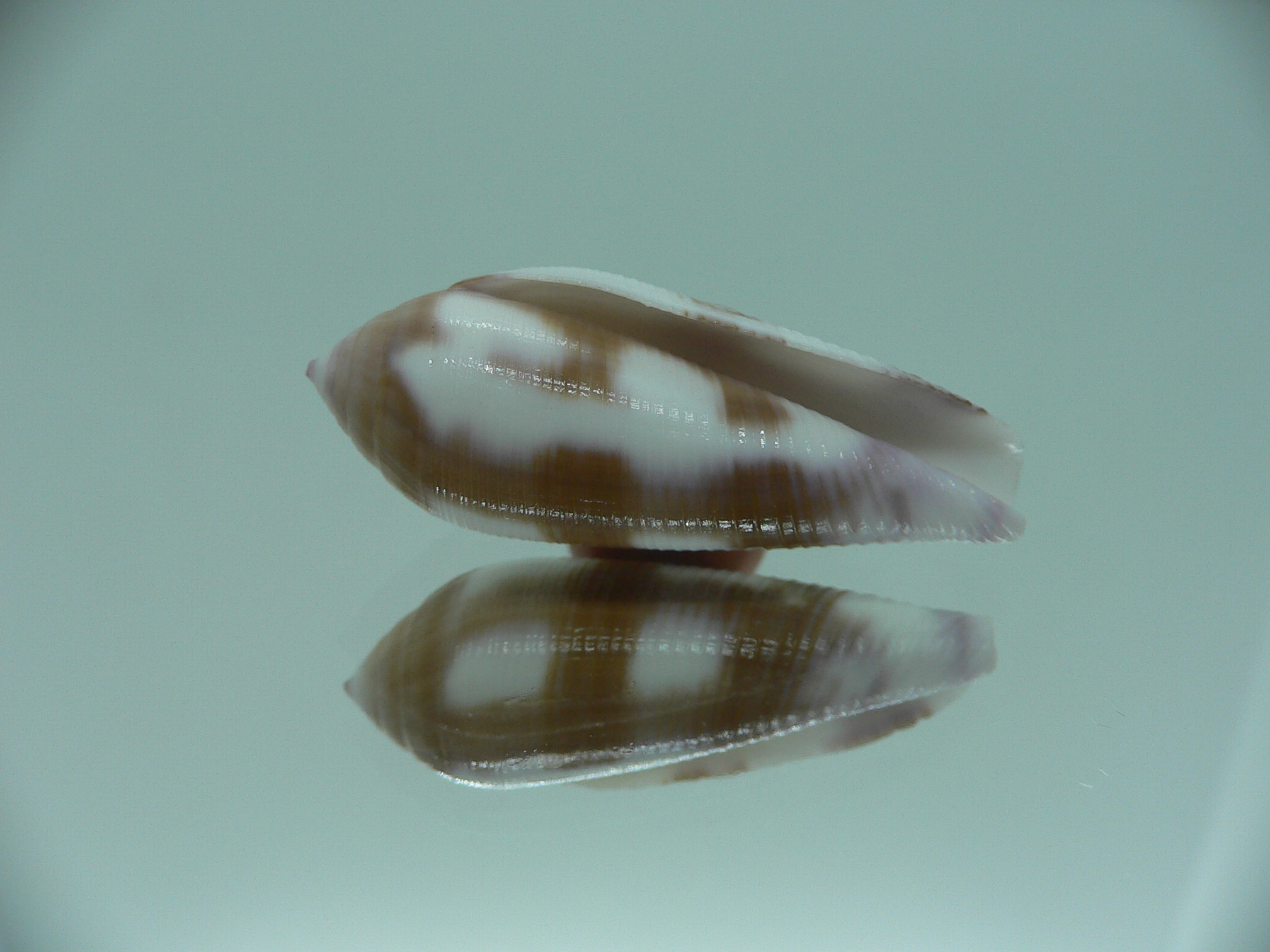 Conus violaceus