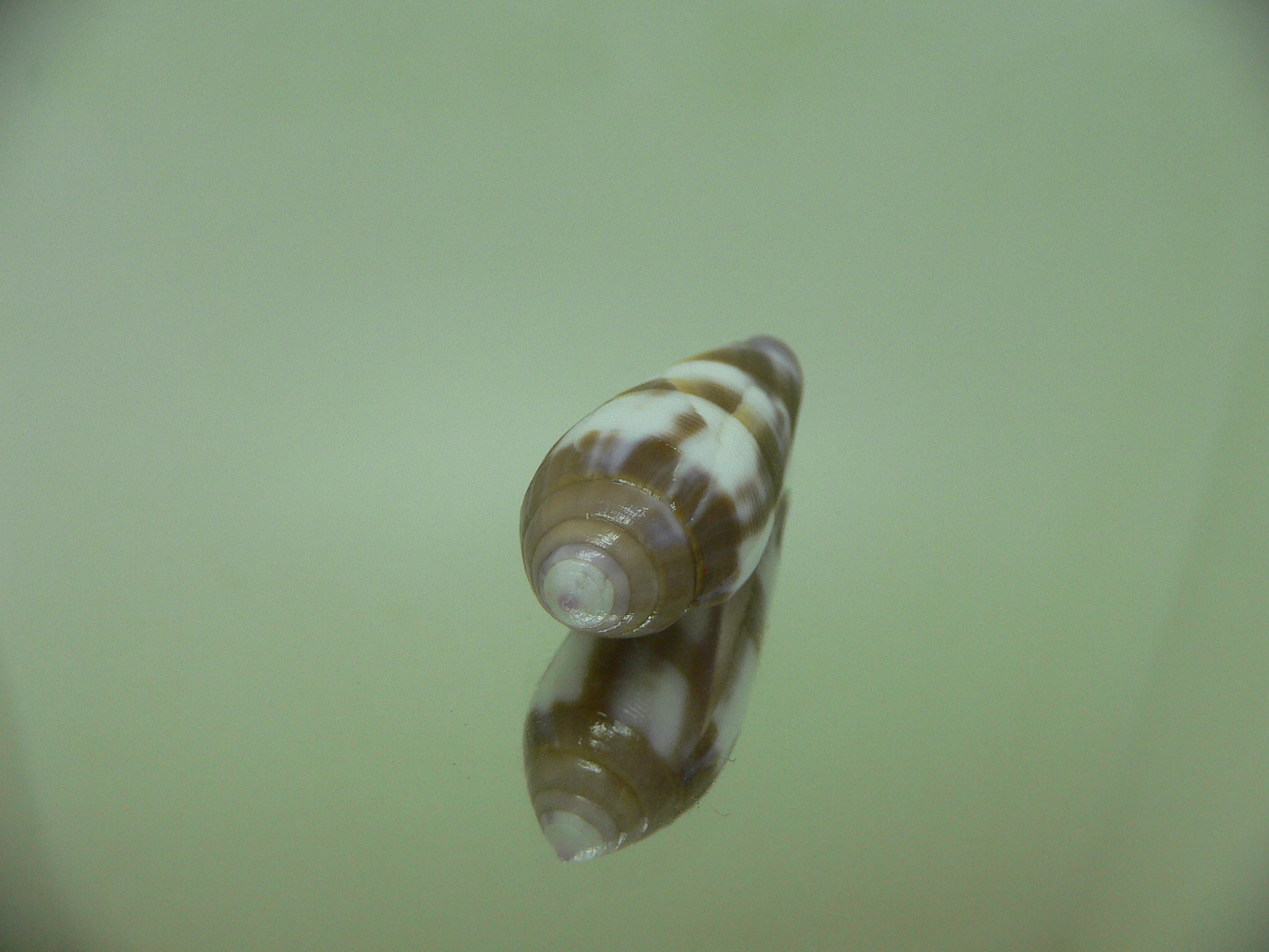 Conus violaceus