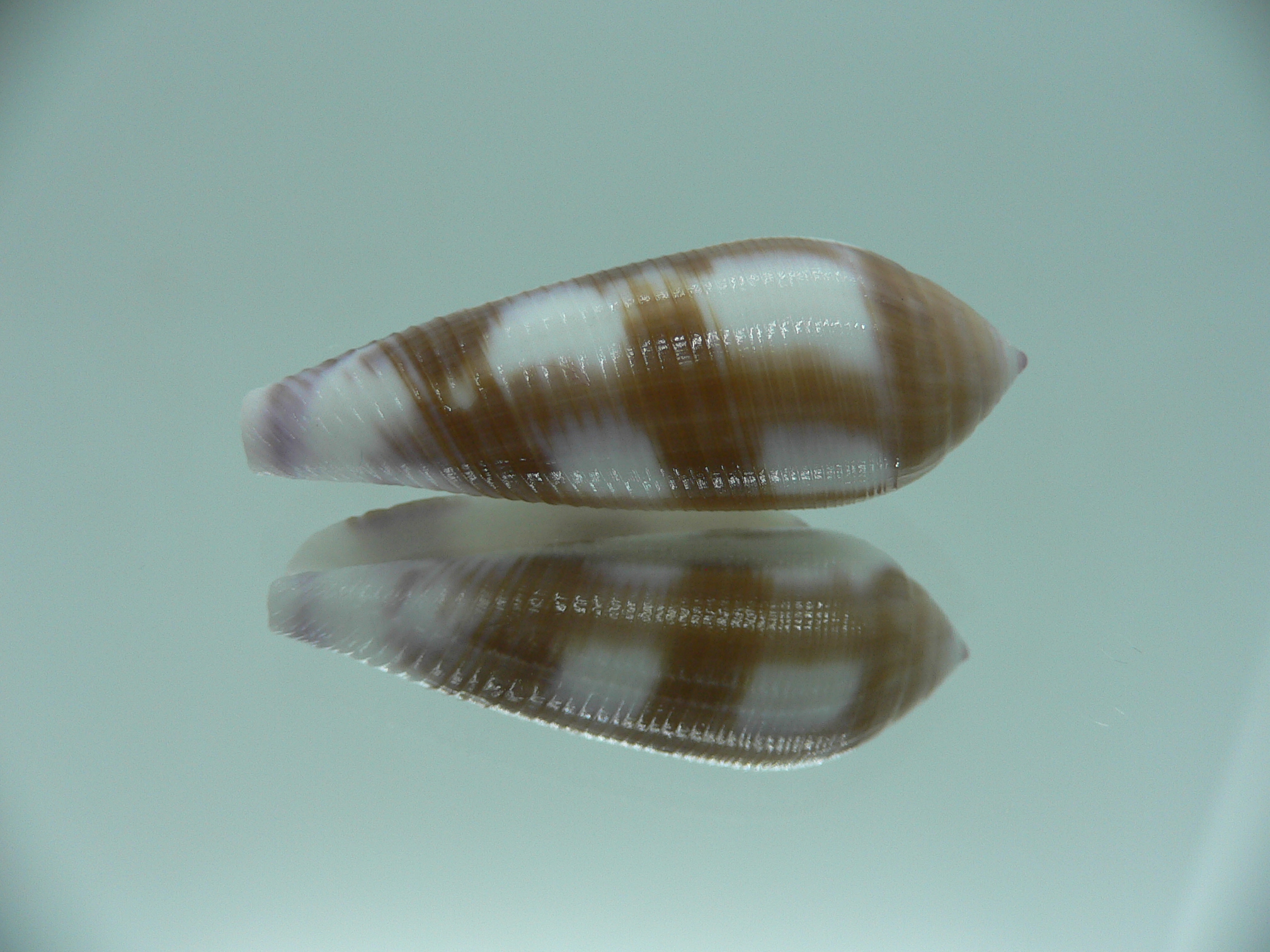 Conus violaceus