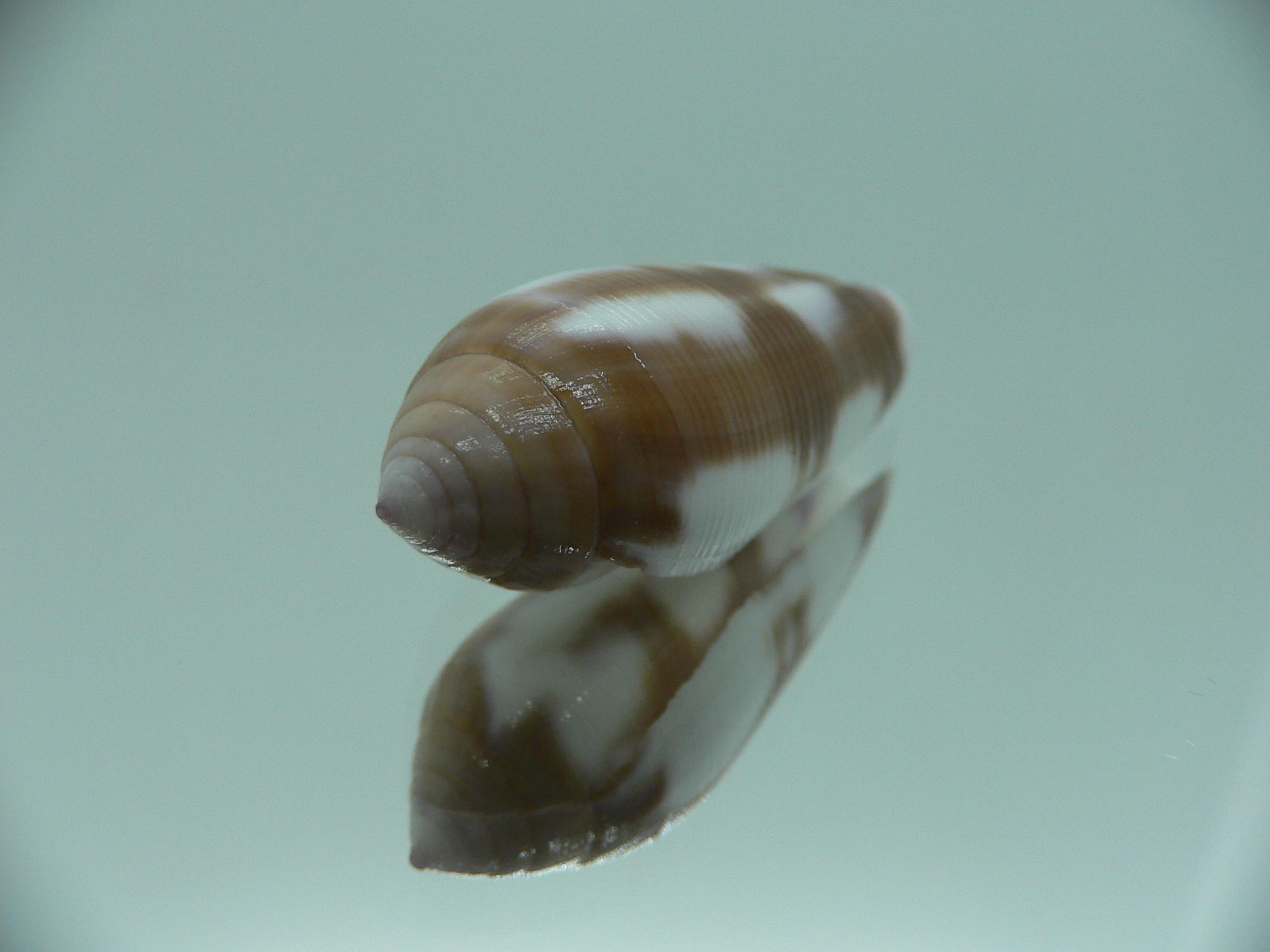 Conus violaceus