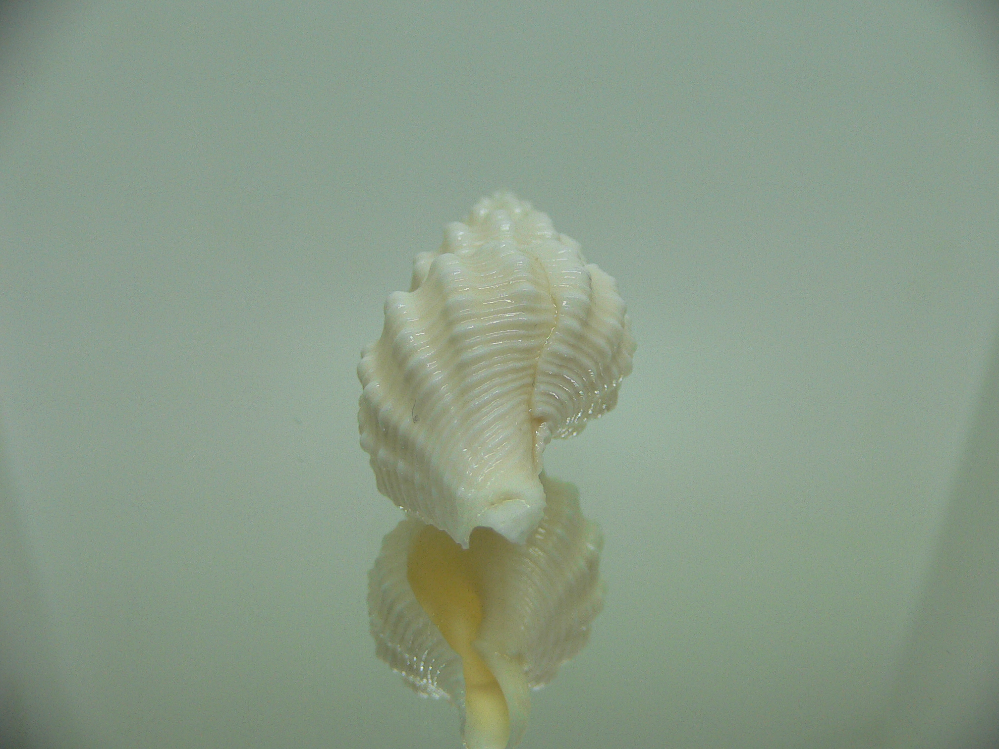 Nassaria magnifica lischkei ALBINO