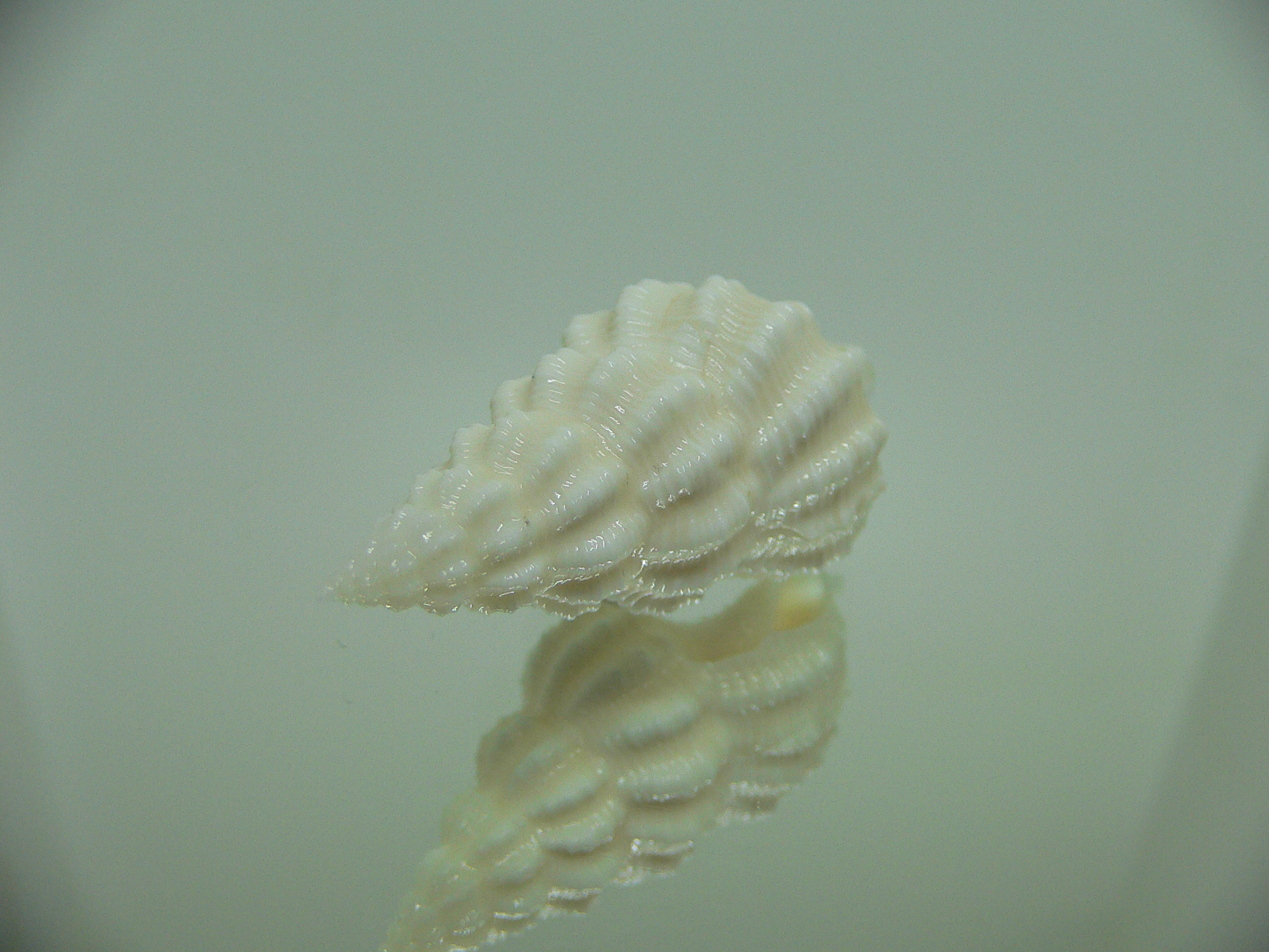 Nassaria magnifica lischkei ALBINO